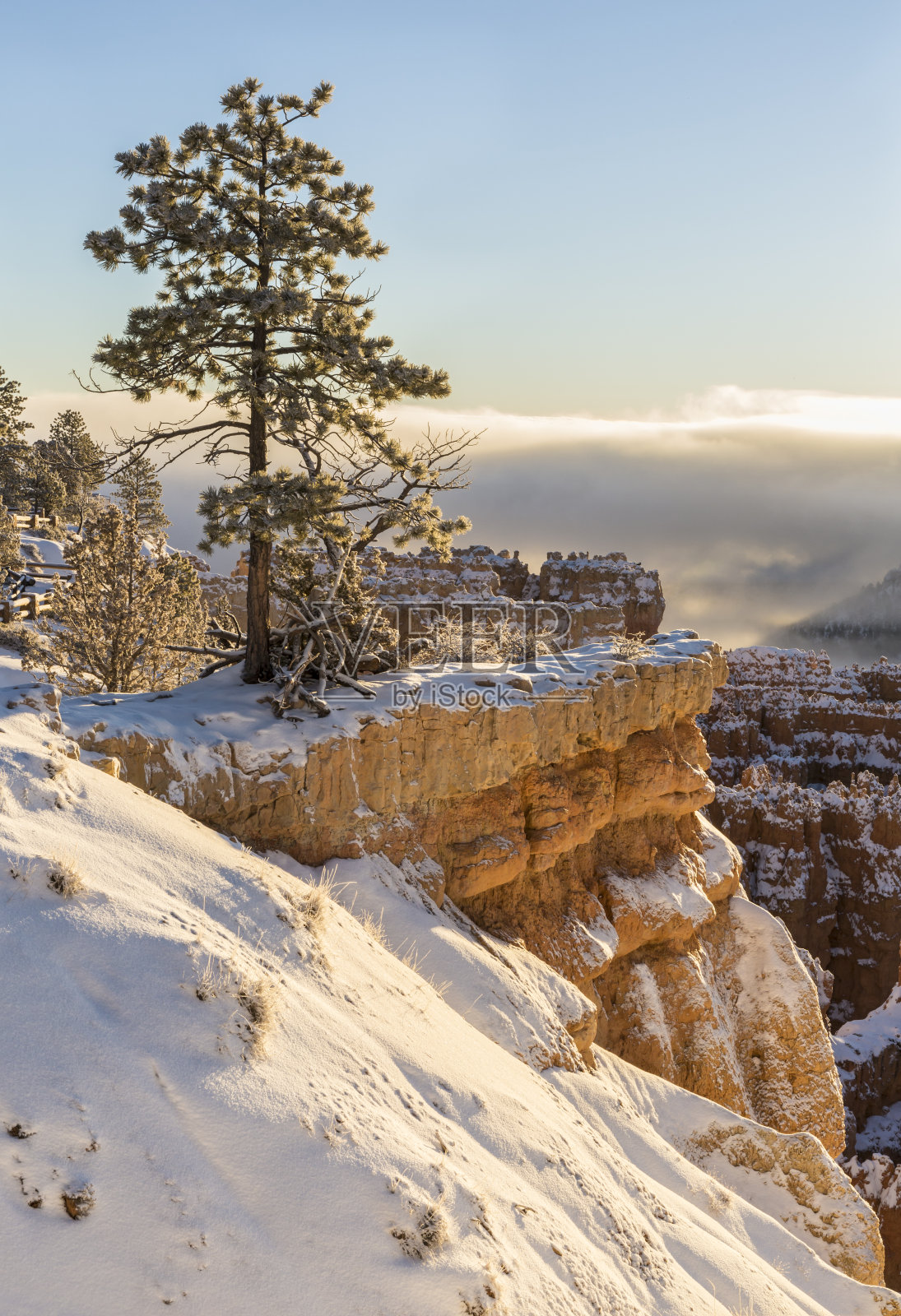 布莱斯峡谷边缘的孤树照片摄影图片