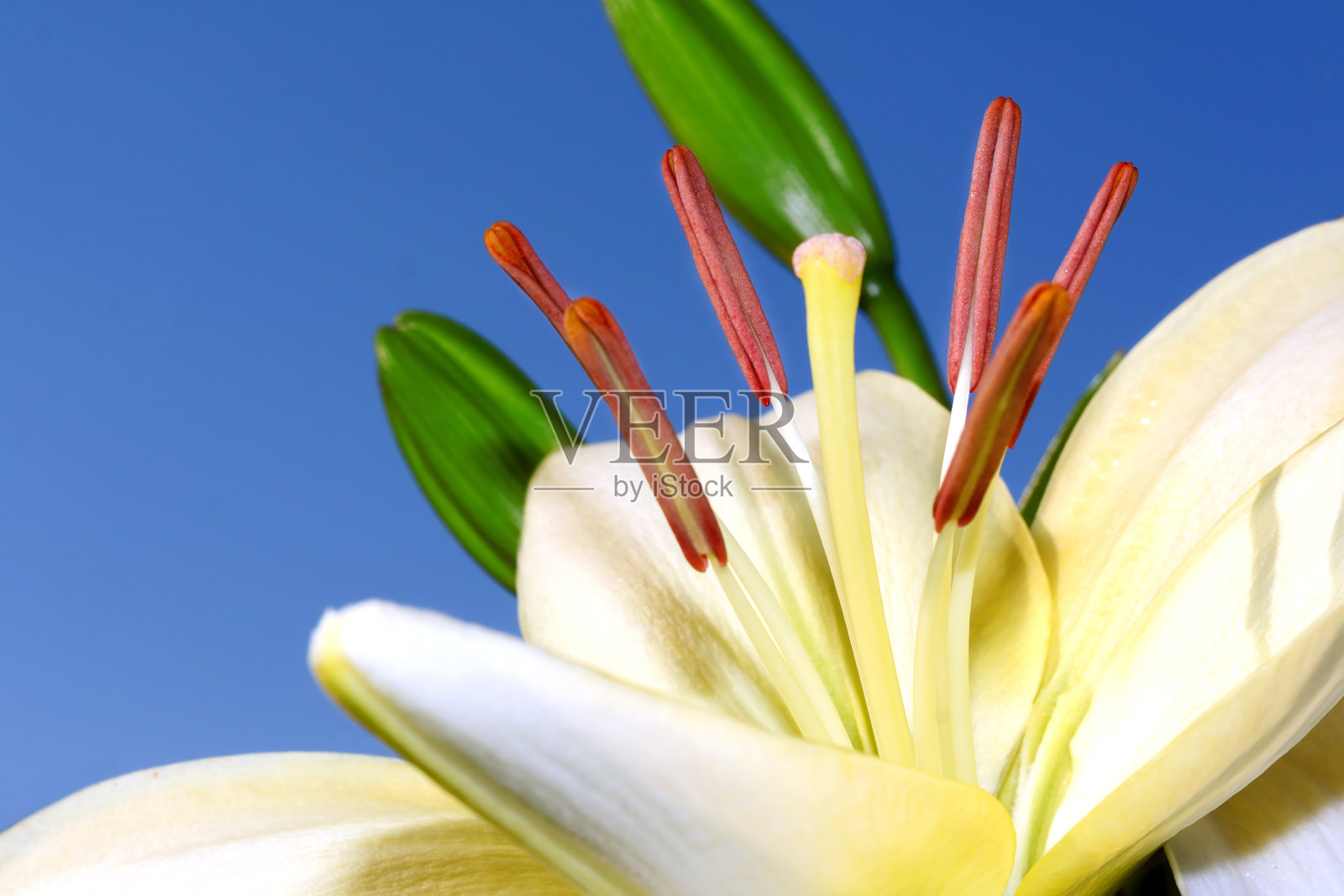 光莉莉特写镜头照片摄影图片