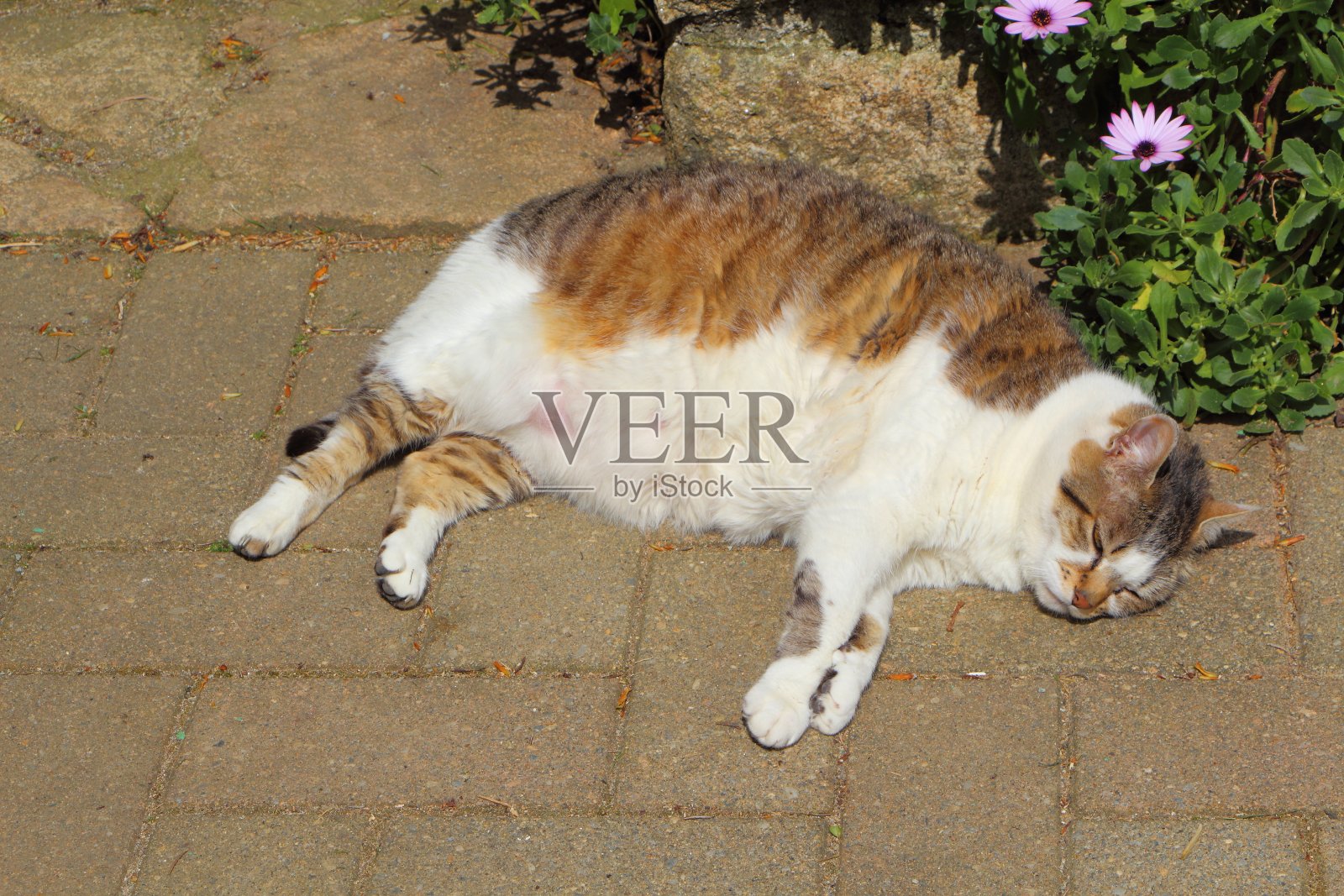 花斑猫在花园里睡觉照片摄影图片