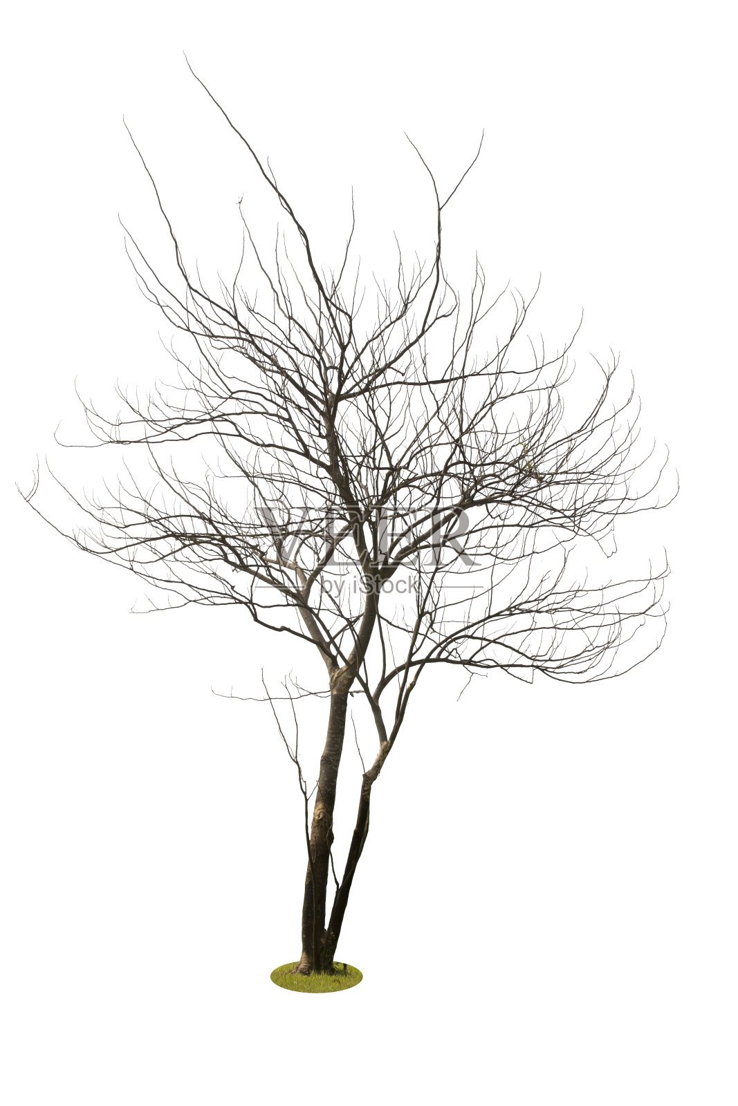 树照片摄影图片