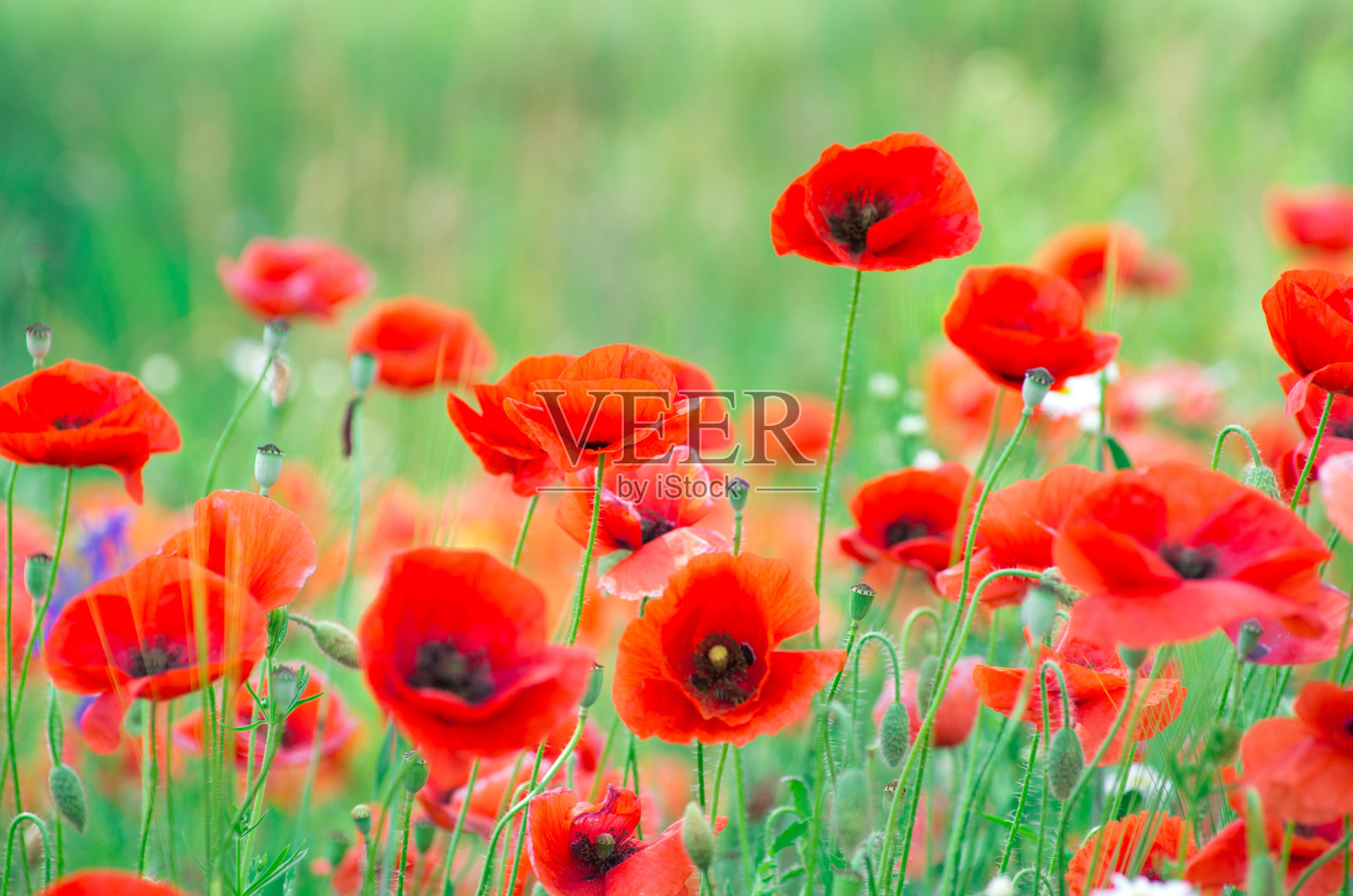 红色罂粟花照片摄影图片