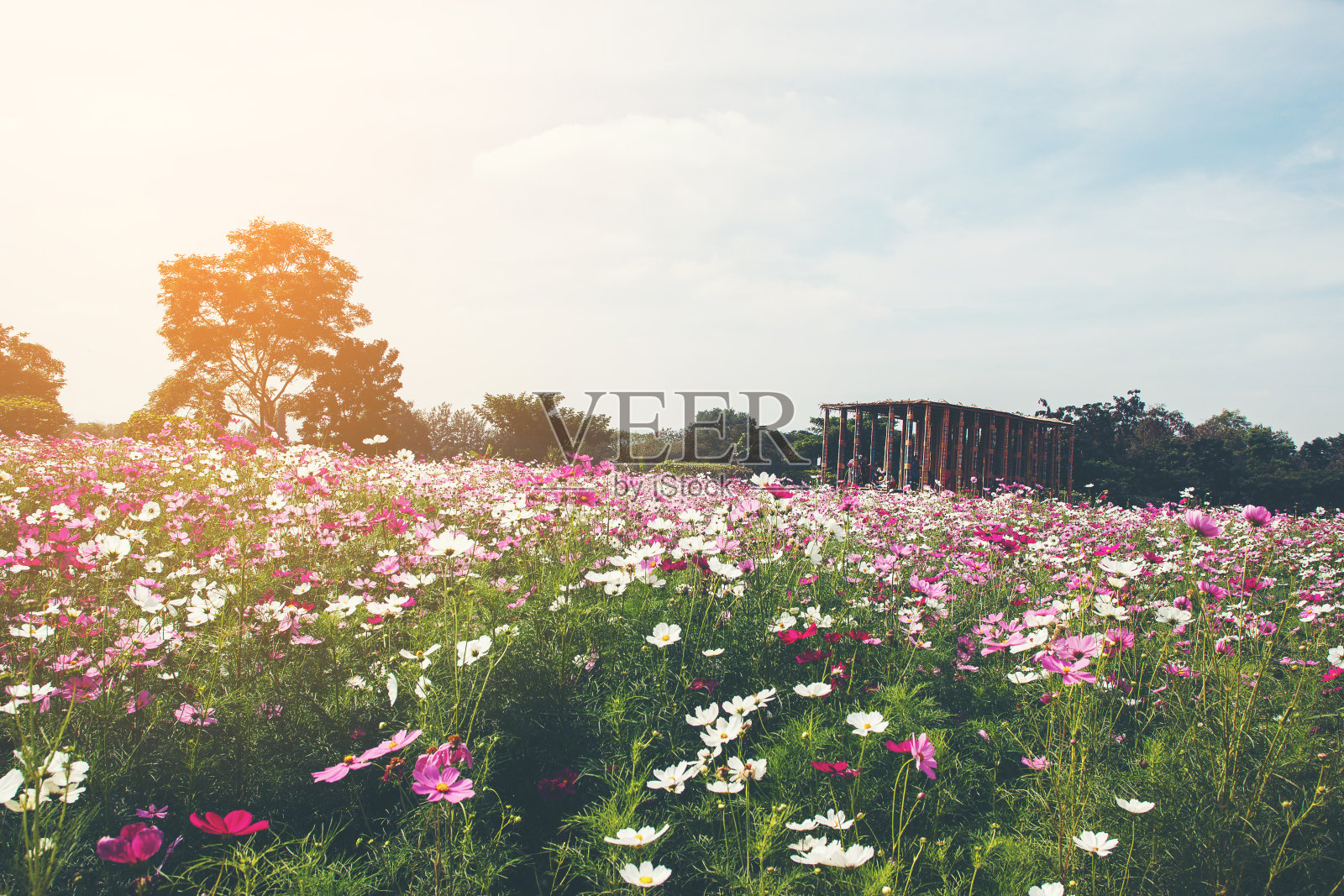 色彩斑斓的宇宙花照片摄影图片