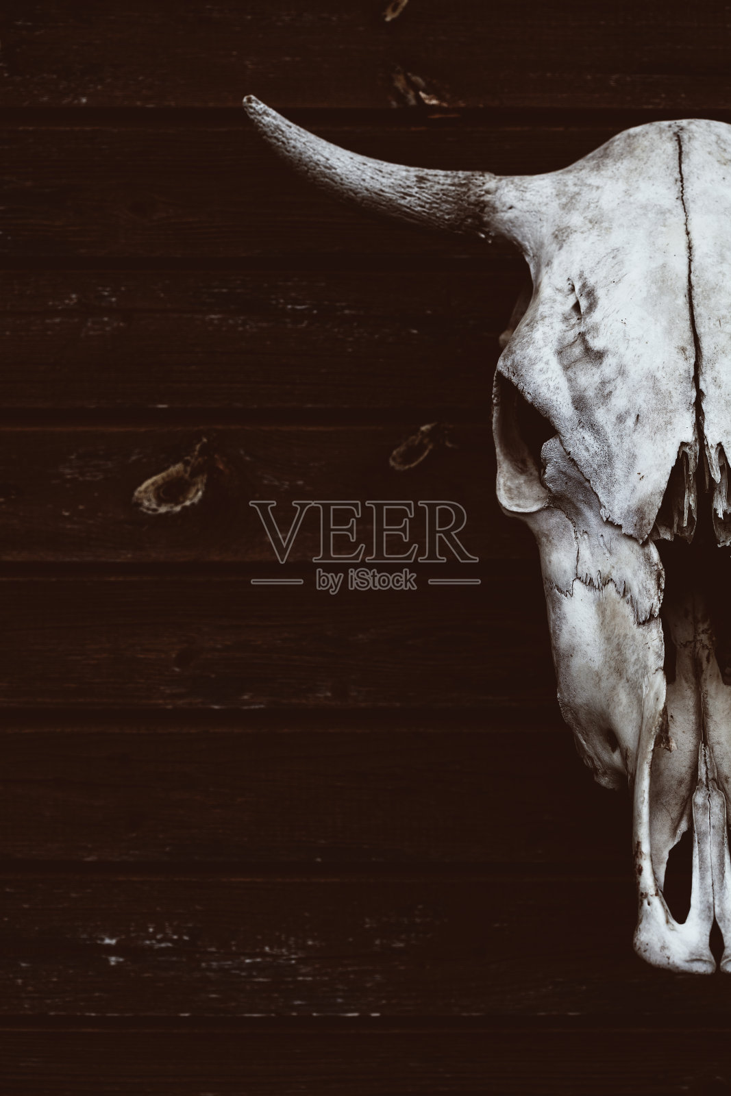 有角的牛或牛的头骨照片摄影图片