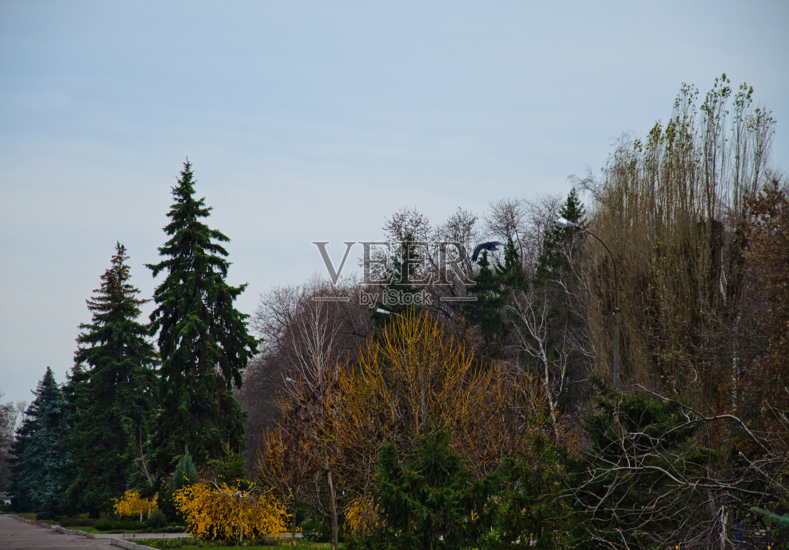 秋天，城市公园里不同的树木照片摄影图片