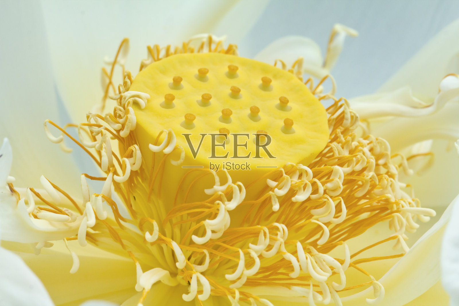 莲子、豆荚和花粉照片摄影图片