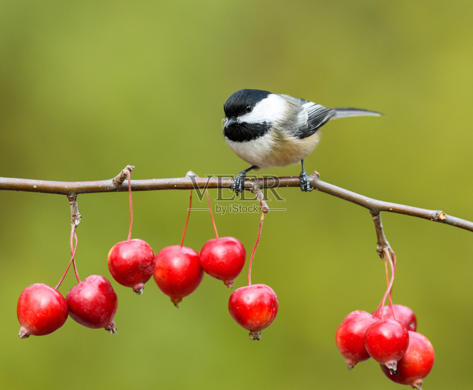 秋天，黑头山雀栖息在海棠枝上照片摄影图片