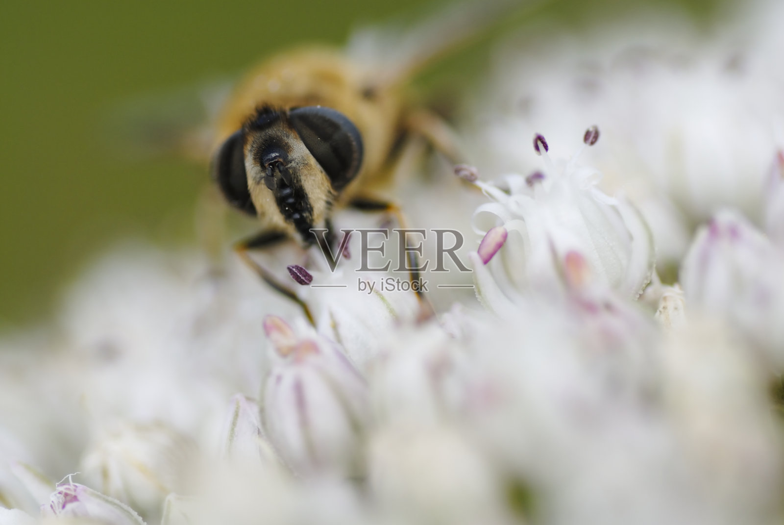 一只蜜蜂在采集花粉。照片摄影图片