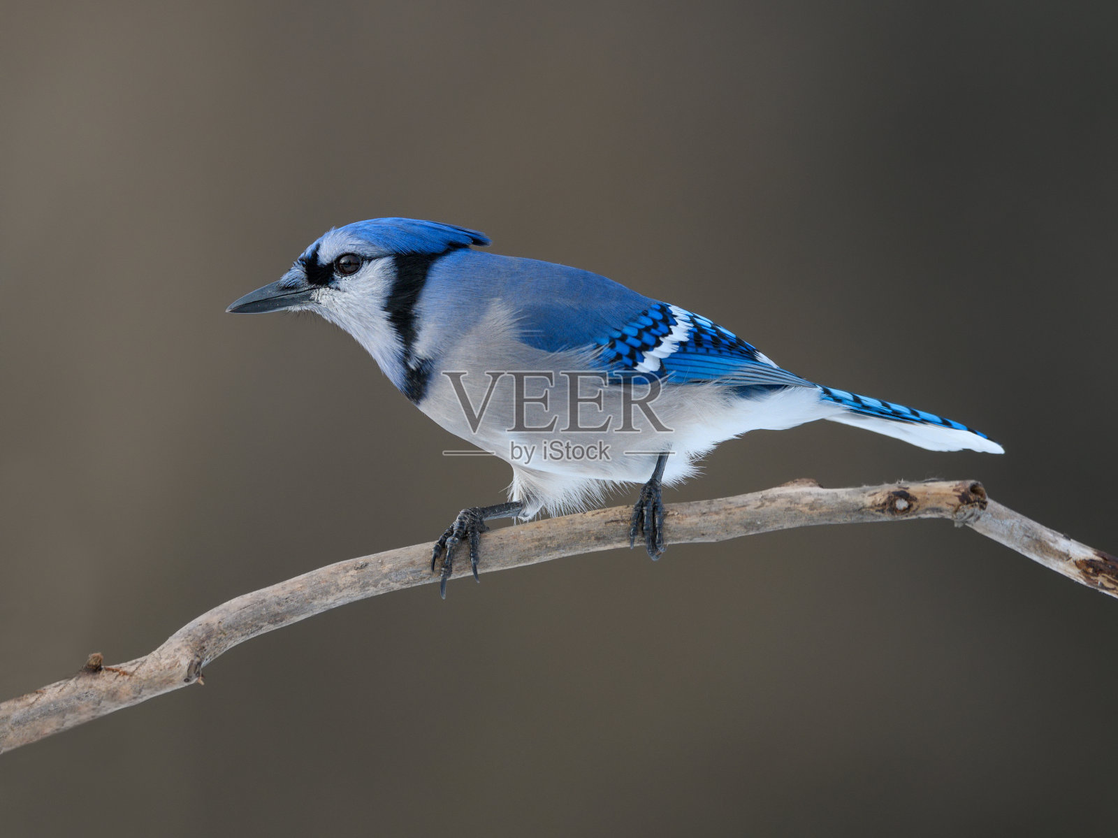冬天的蓝松鸦照片摄影图片