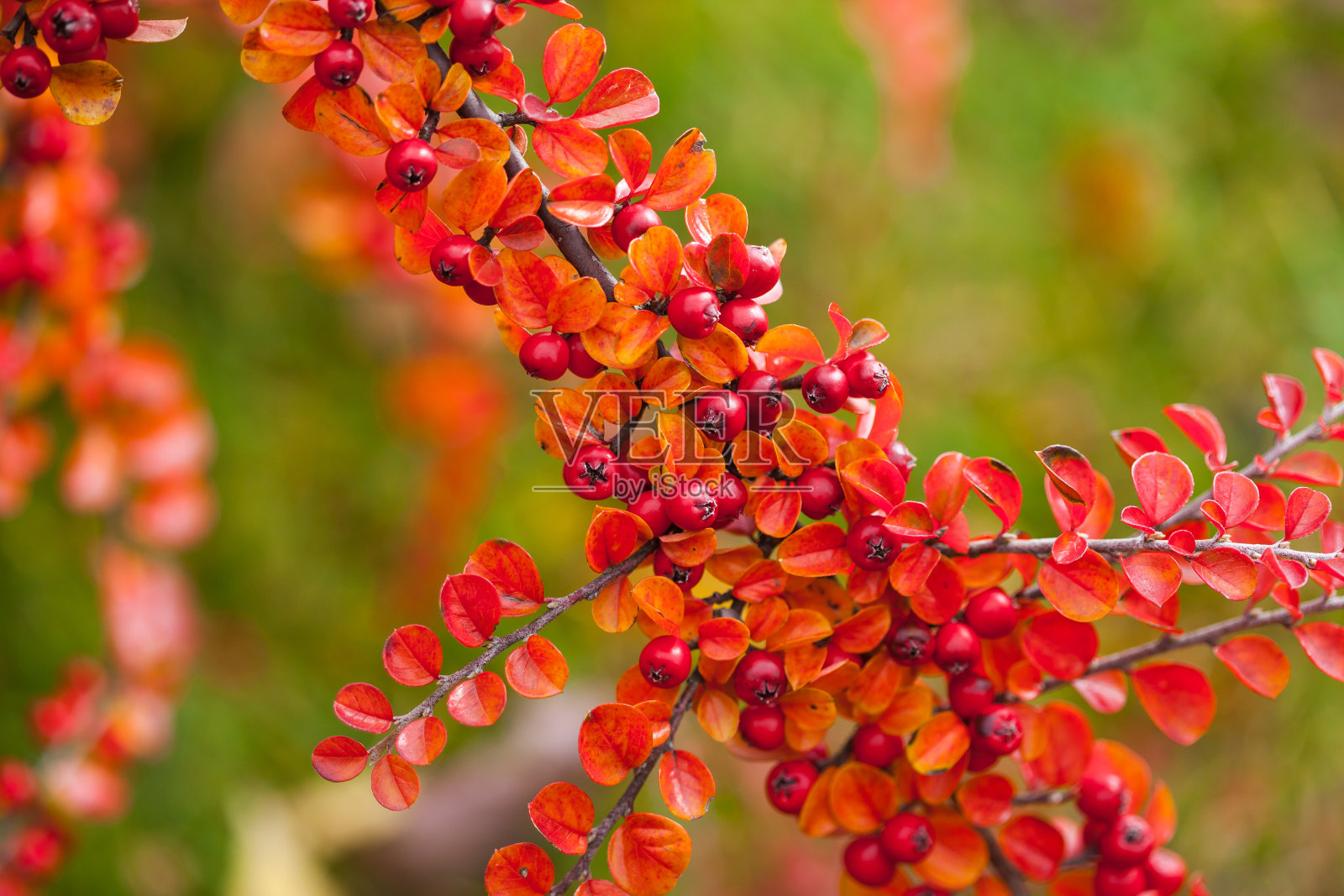 美丽的秋天浆果照片摄影图片
