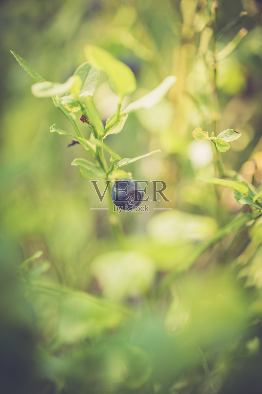 蓝莓照片摄影图片