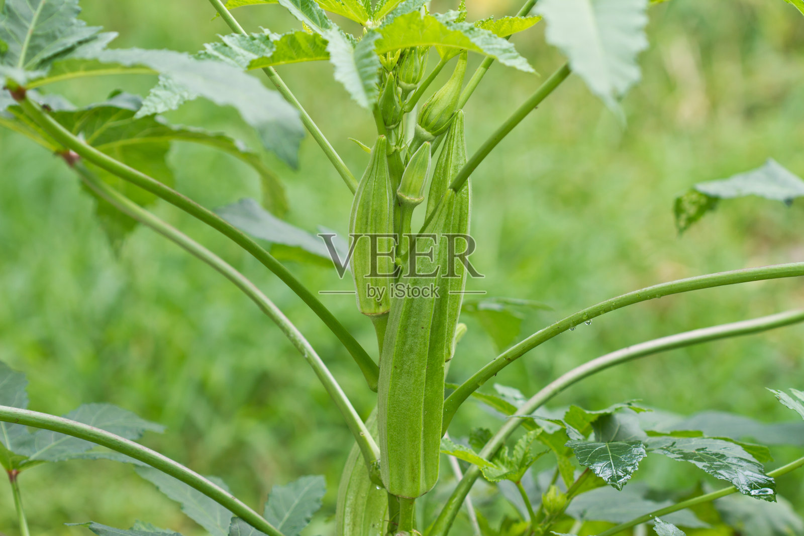 秋葵照片摄影图片