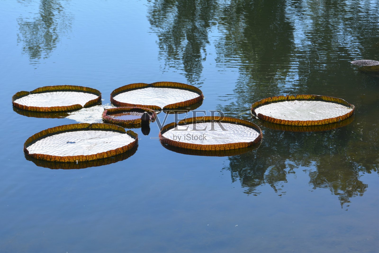 睡莲照片摄影图片