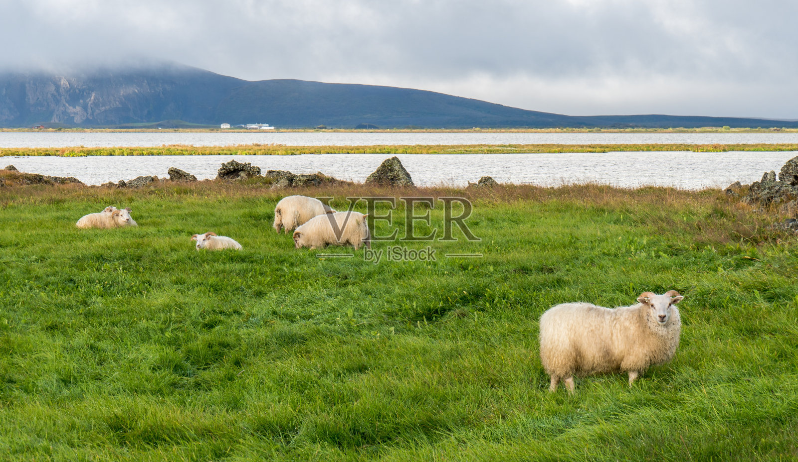 放牧绵羊照片摄影图片