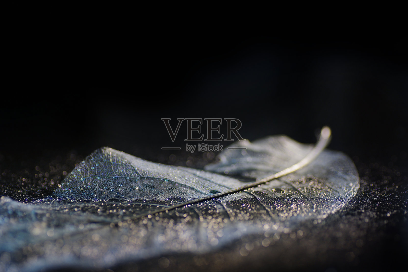 湿骨木兰叶，幻散光背景照片摄影图片