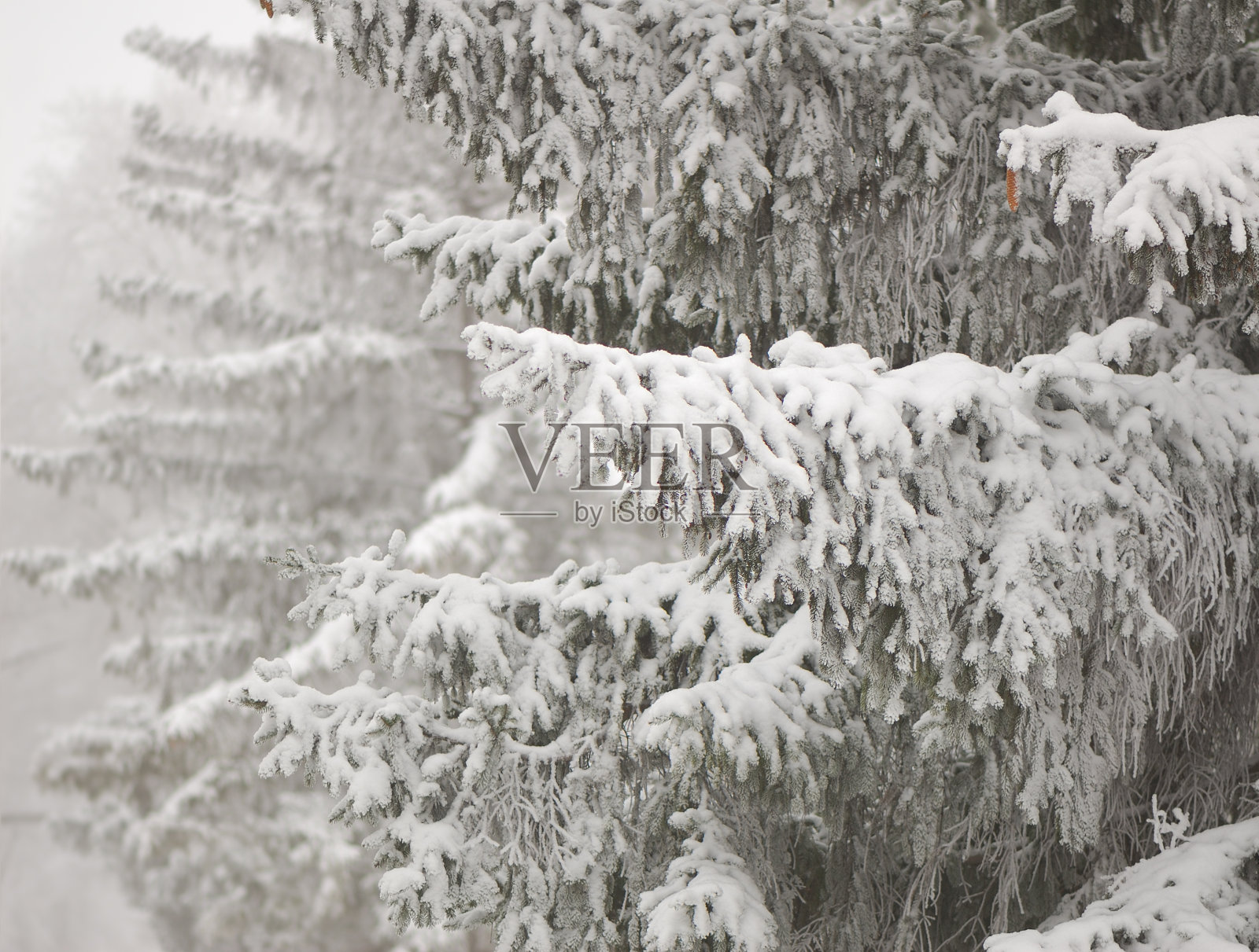 雪中的云杉树枝照片摄影图片