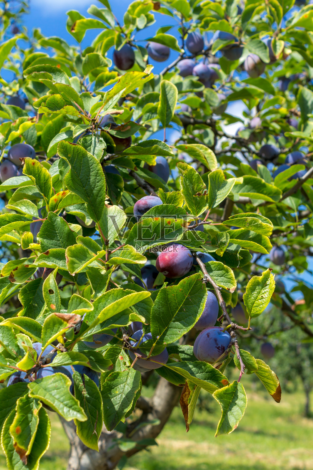 果园里的有机李子照片摄影图片