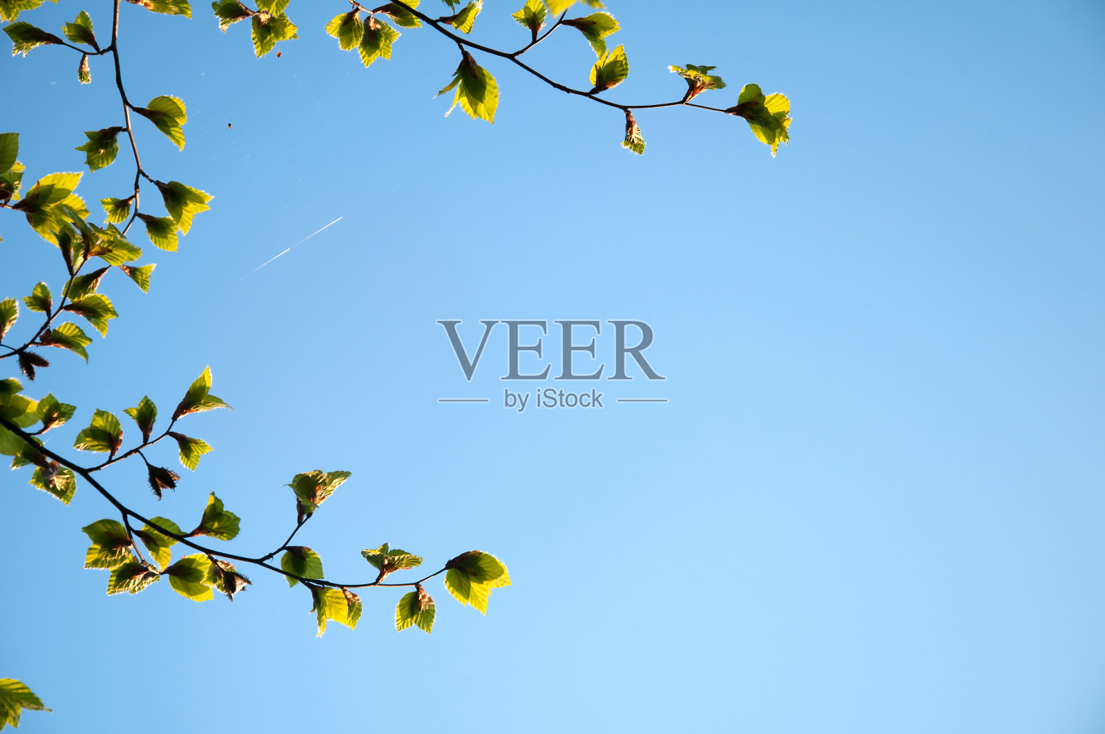 美丽的绿叶在蔚蓝的天空与copyspace照片摄影图片