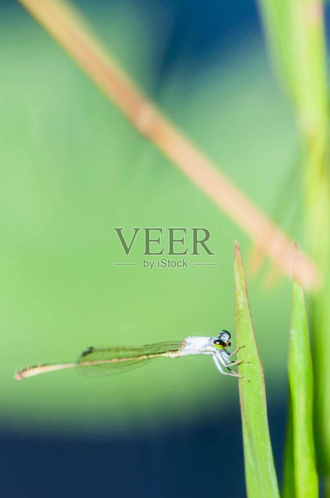 蜻蜓照片摄影图片