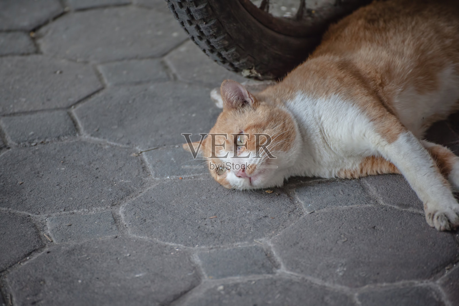 流浪猫照片摄影图片