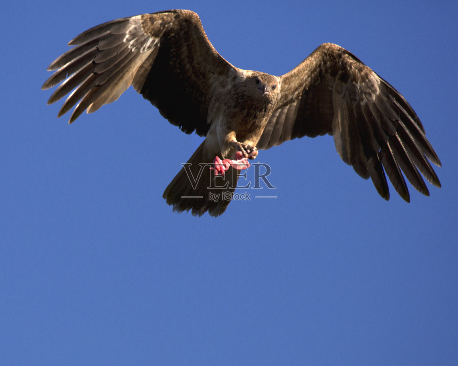 吹口哨的风筝(Haliastur sphenurus)鸟照片摄影图片