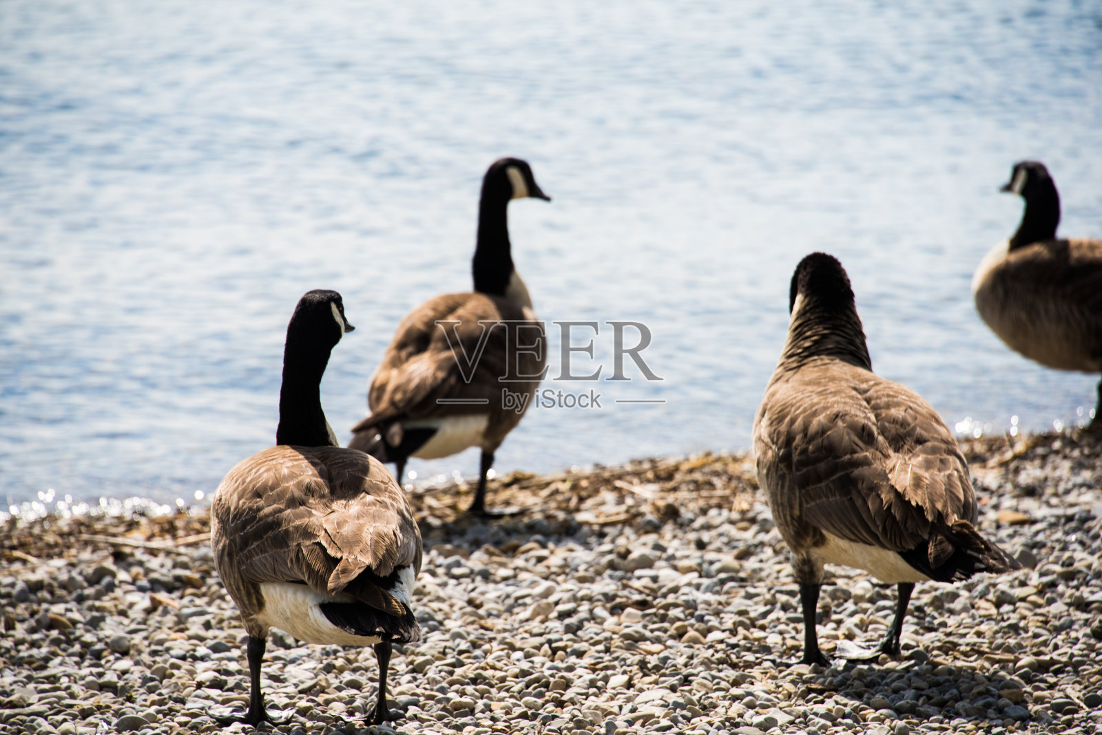 大雁照片摄影图片