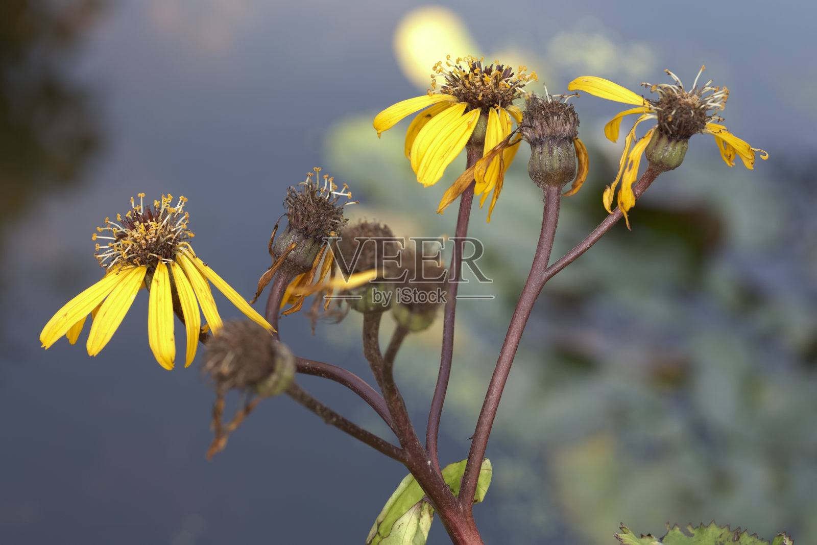 秋天的花园-紫苑照片摄影图片