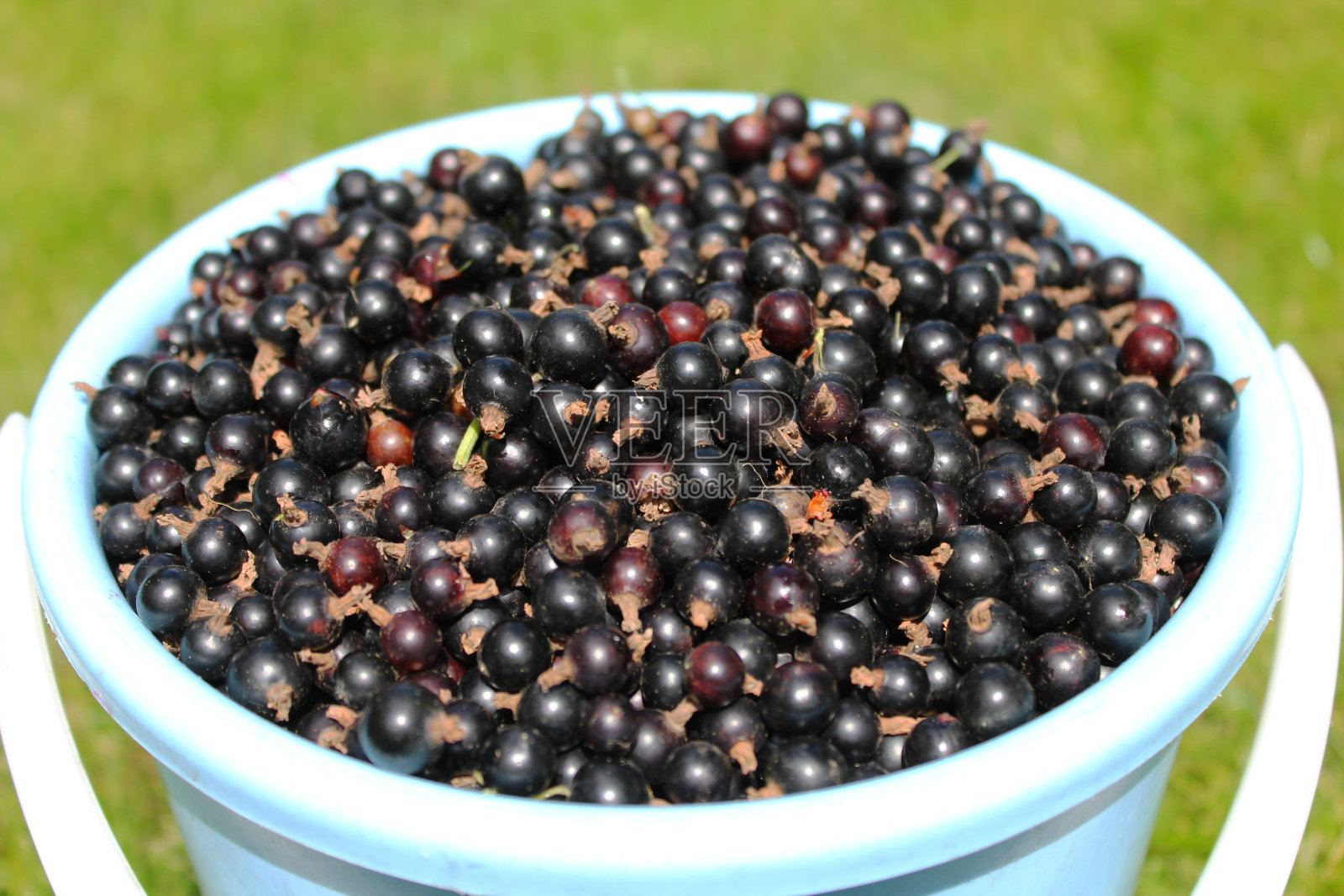 黑加仑照片摄影图片