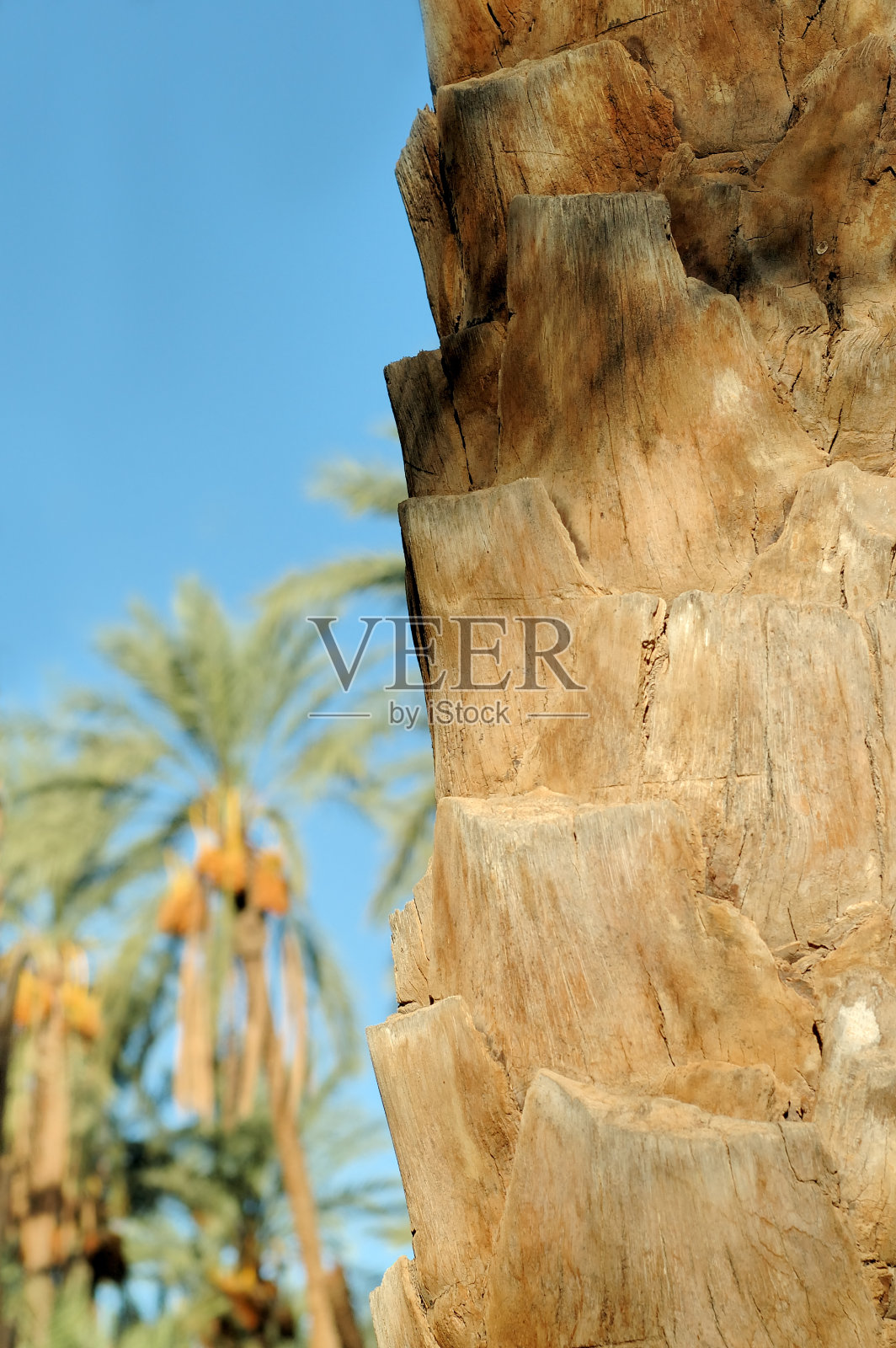 棕榈树树干特写照片摄影图片