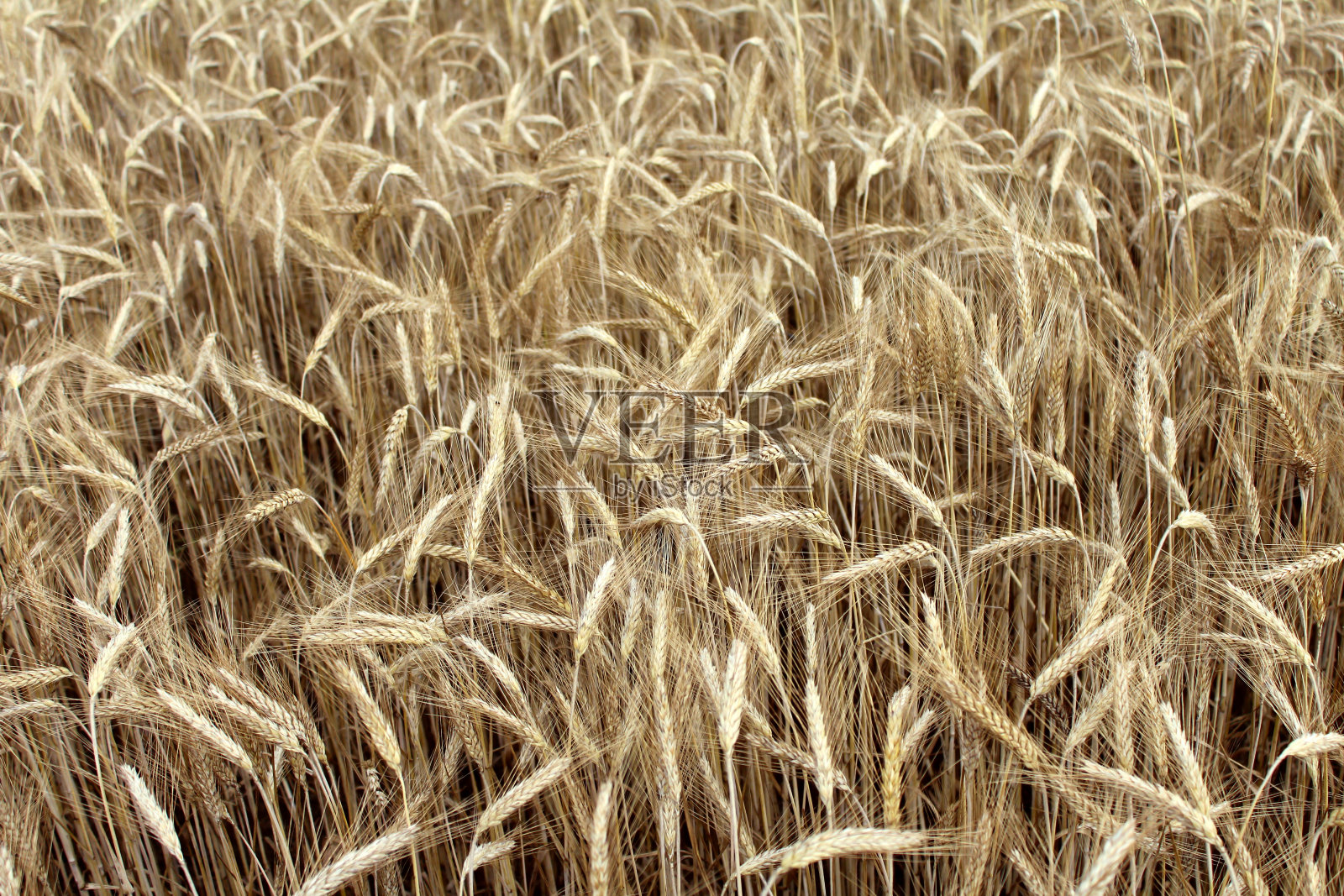 夏天的麦田照片摄影图片