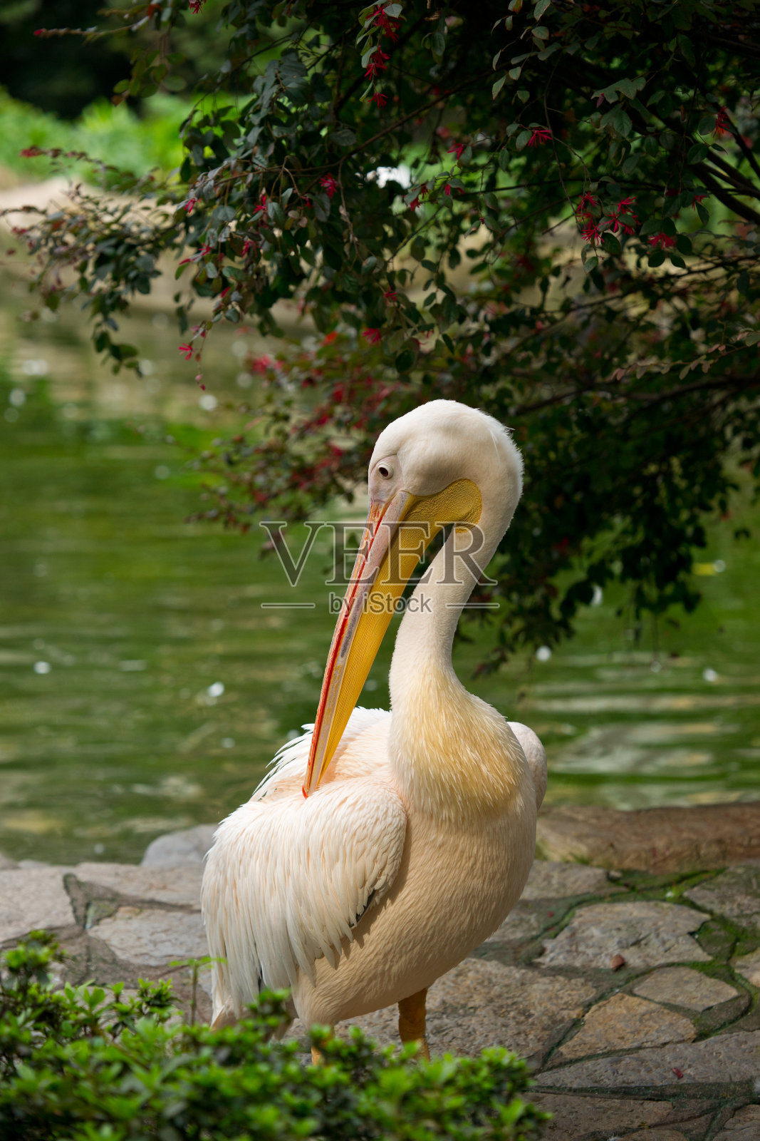 鹈鹕特写镜头照片摄影图片