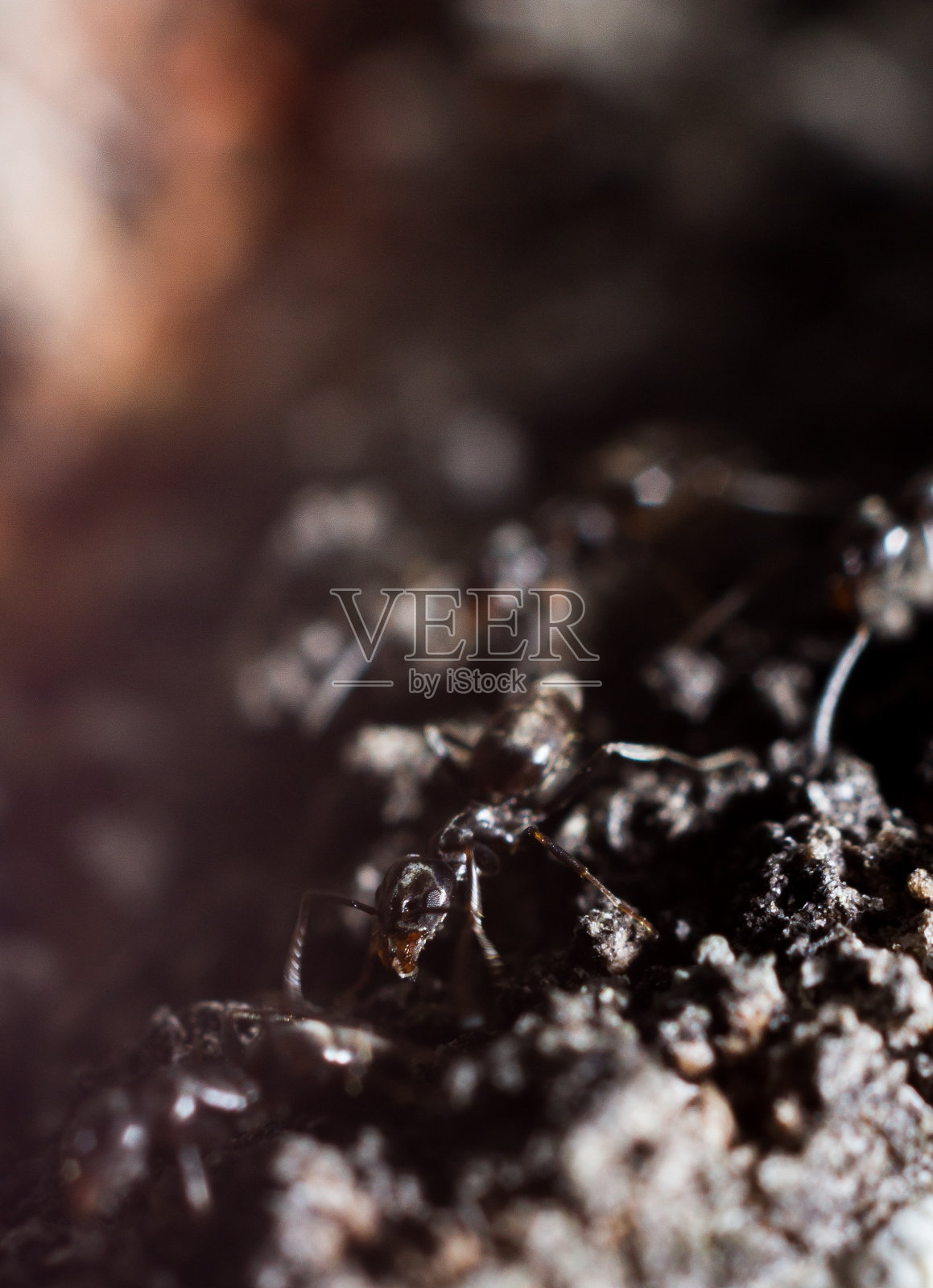 兵蚁在梧桐树的树皮上照片摄影图片