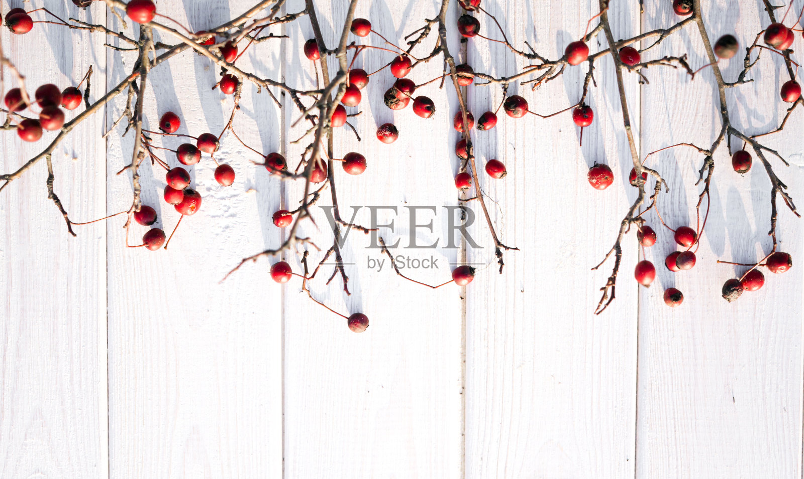 山楂和白树。圣诞节的背景照片摄影图片