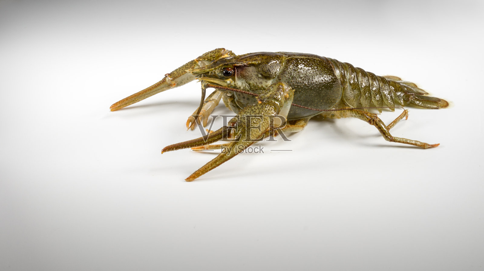 活生生的小龙虾在白色的背景照片摄影图片