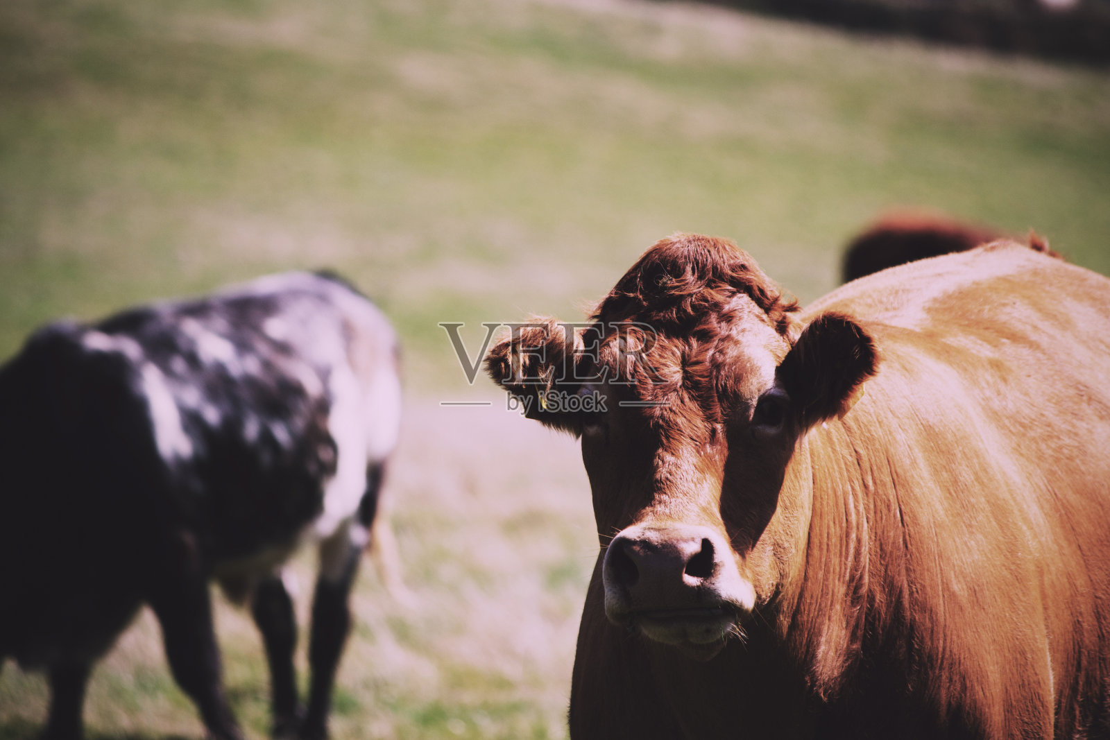 在Polzeath Vintage Retro Filter附近的田野里吃草的奶牛。照片摄影图片