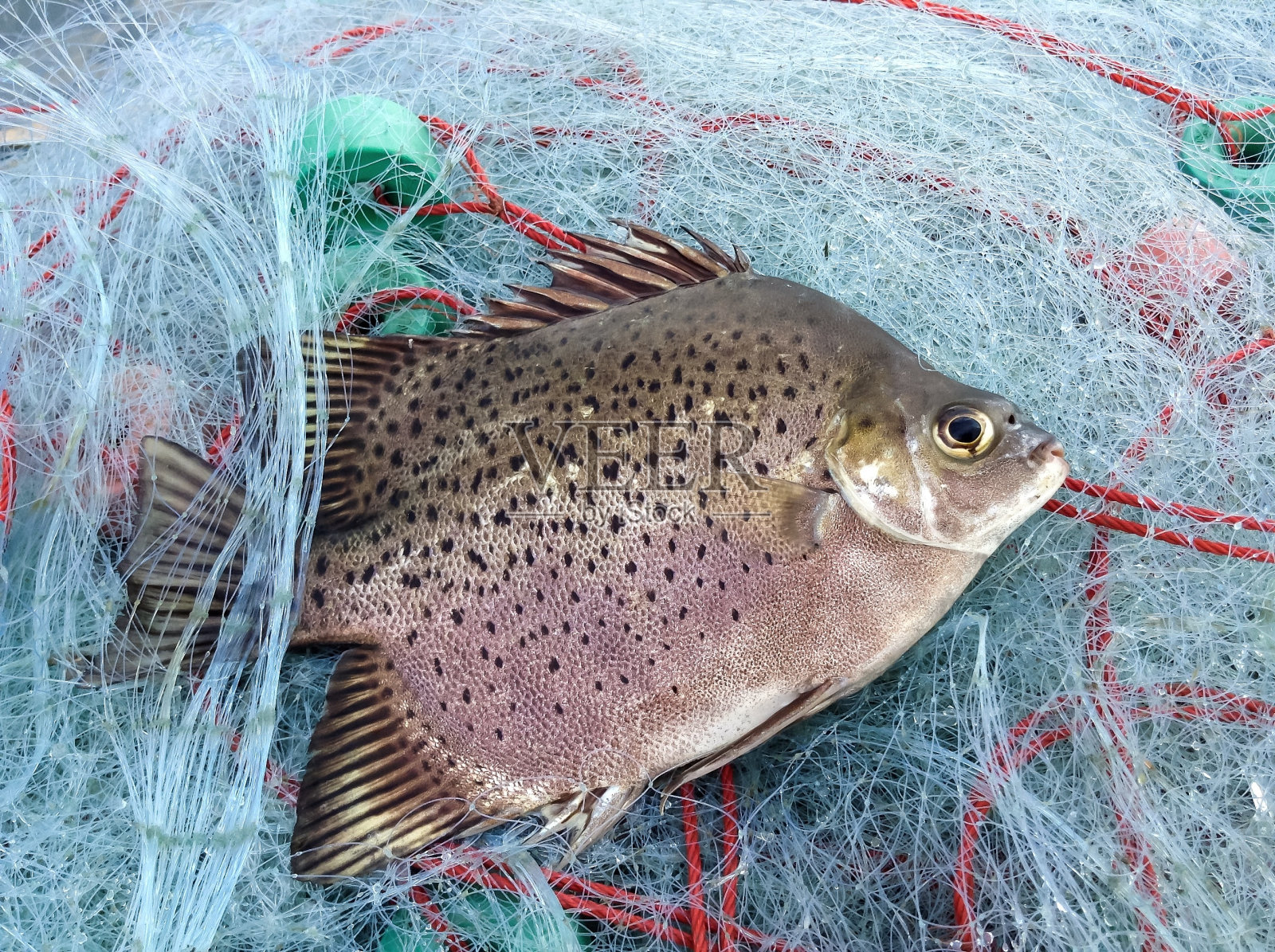 渔业的连裤袜照片摄影图片