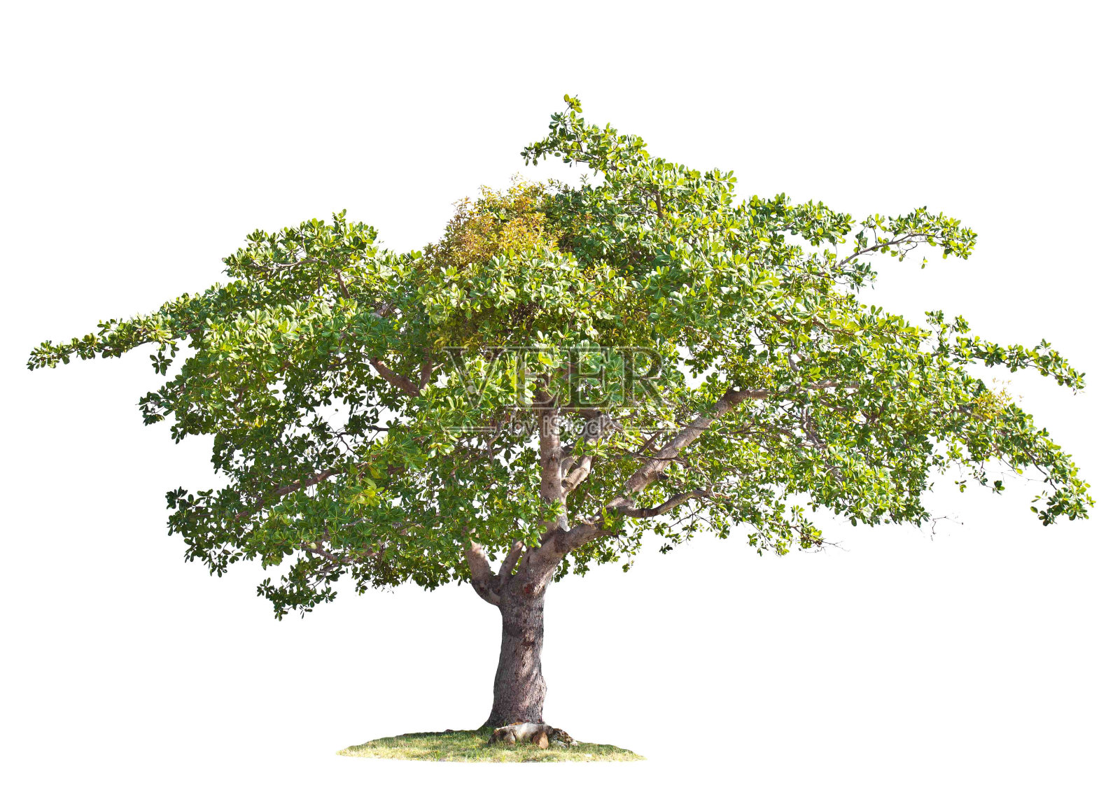 腰果树。照片摄影图片