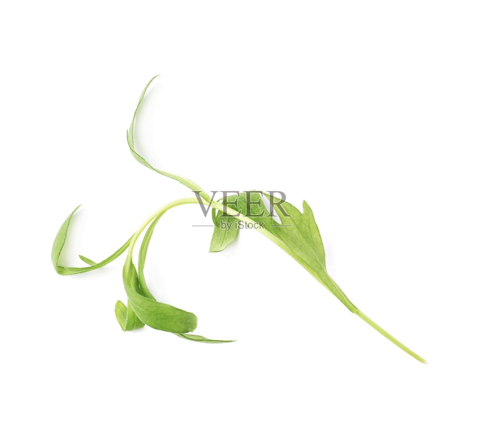 龙蒿属多年生芳香烹饪草本植物照片摄影图片