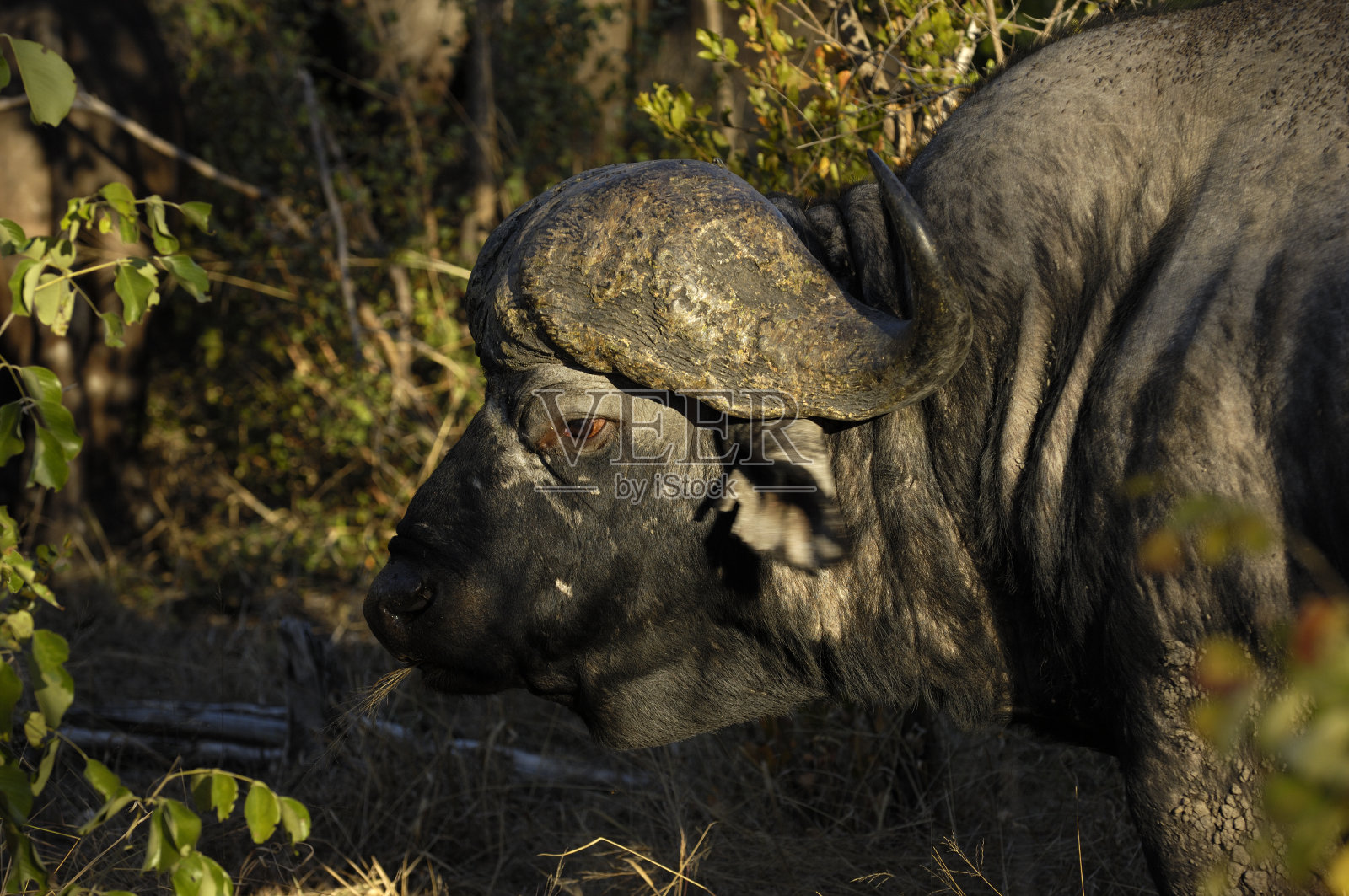 老水牛照片摄影图片