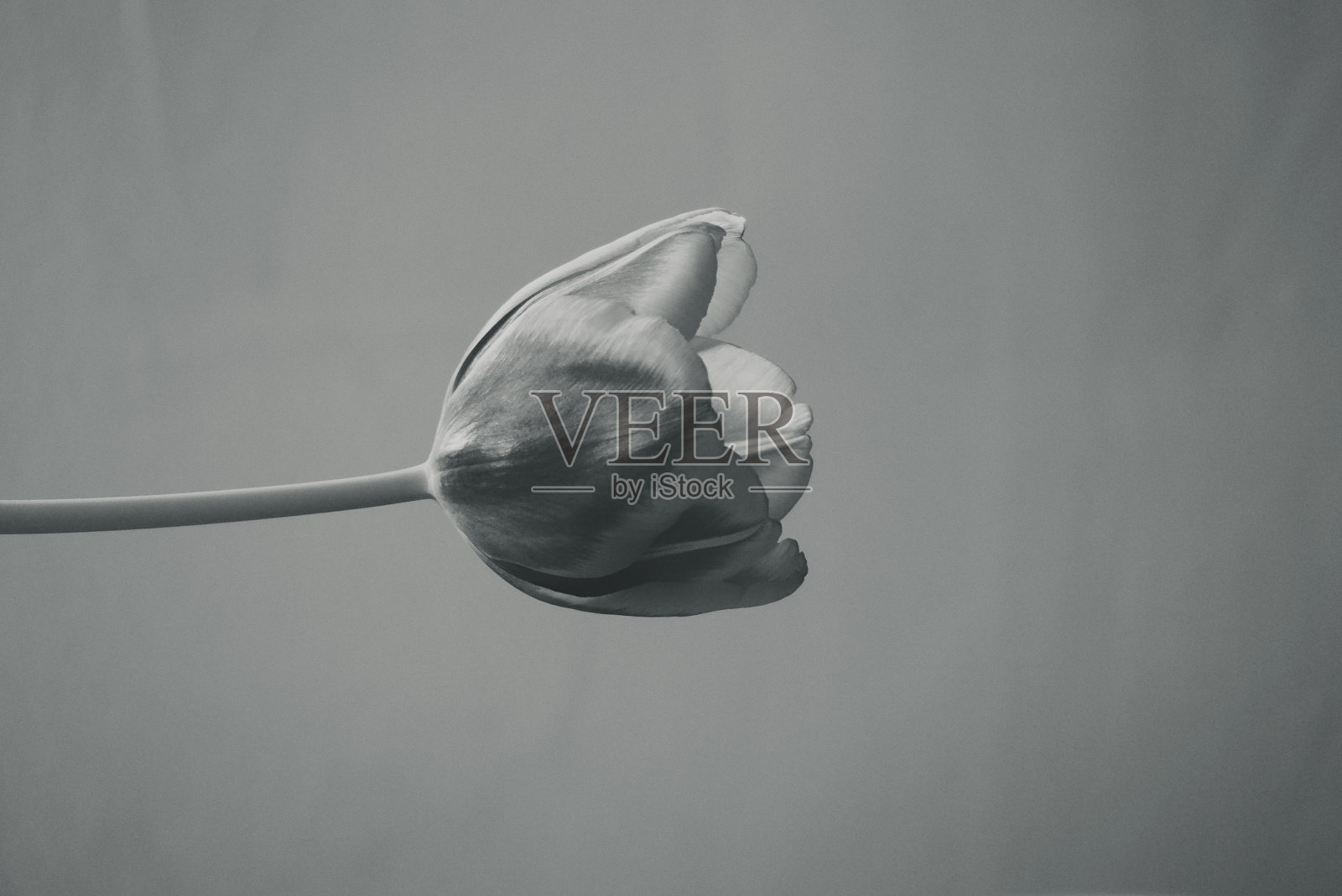 郁金香照片摄影图片