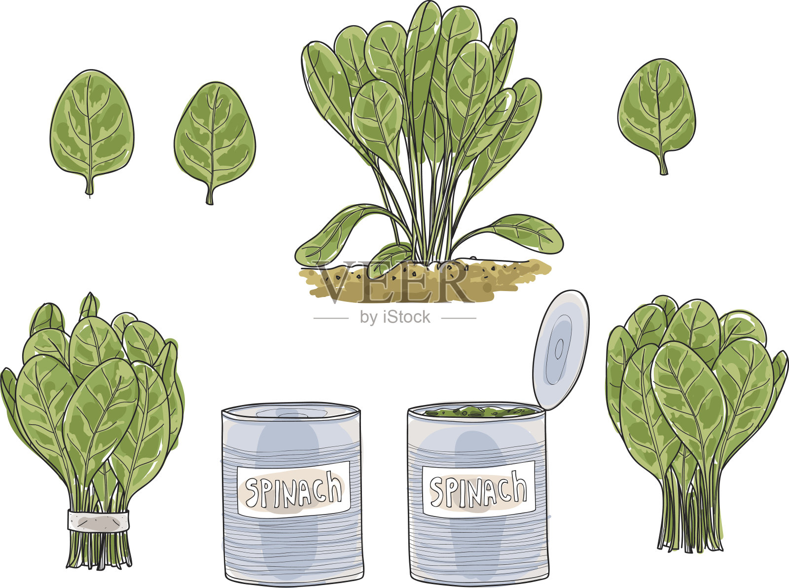 菠菜叶手绘艺术矢量集艺术插图设计元素图片