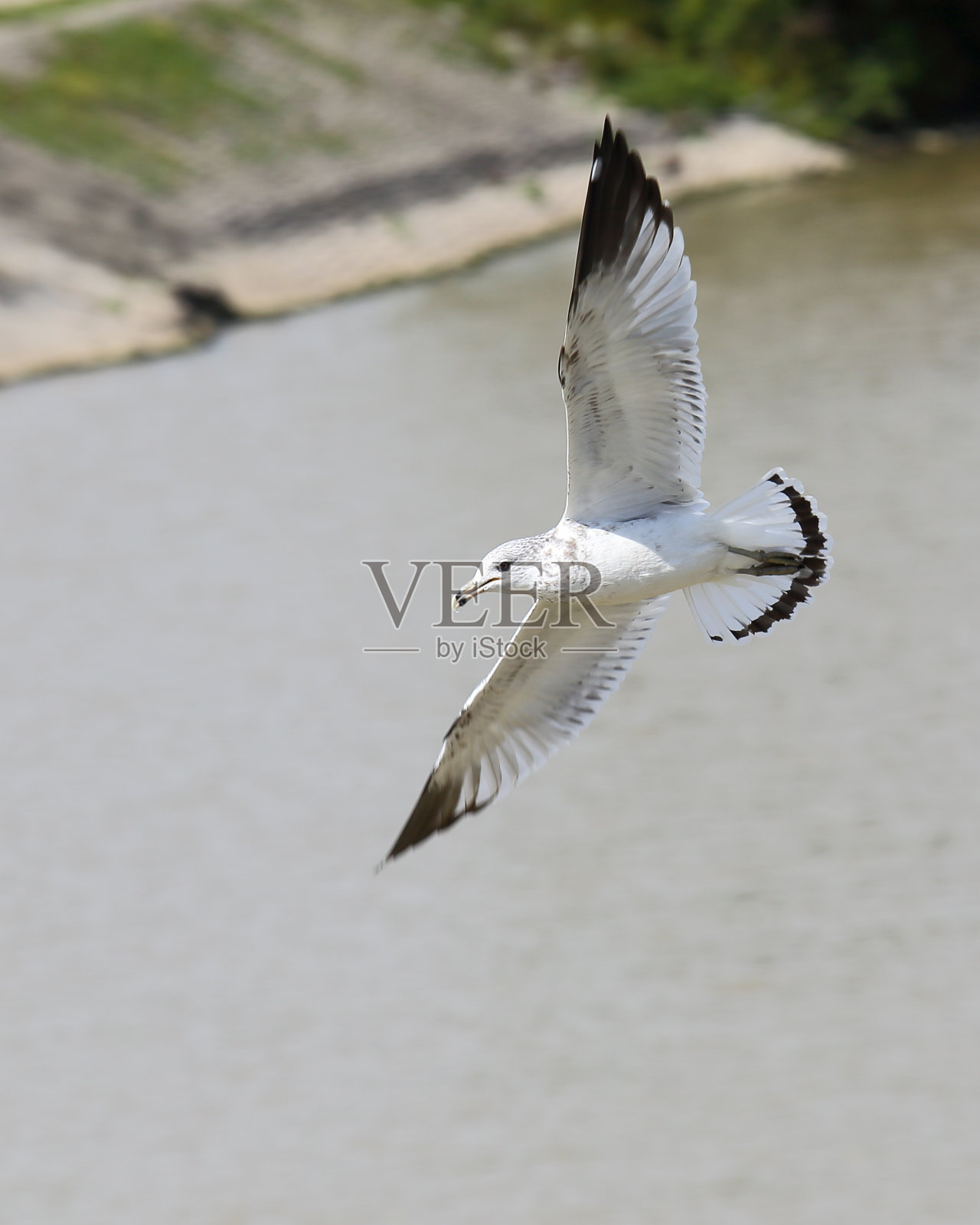 以河流为背景飞行的环喙海鸥照片摄影图片