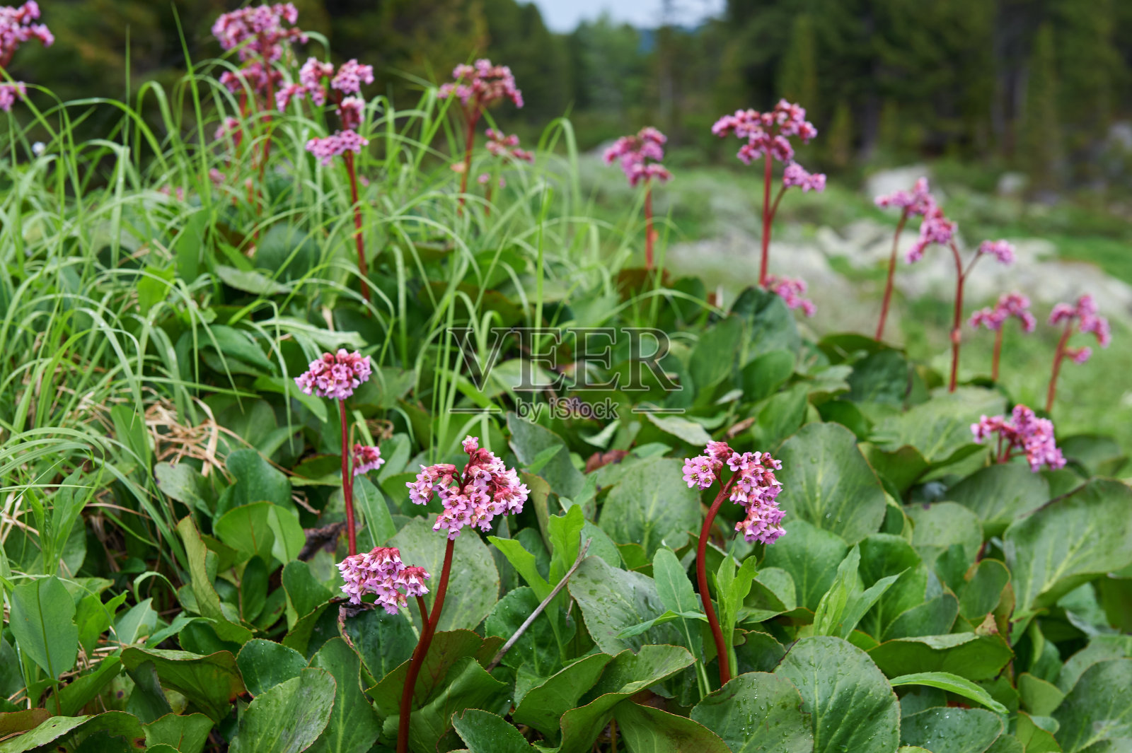 卑尔根尼亚脐带（贝尔根尼亚克雷斯福利亚，巴丹，西伯利亚t照片摄影图片