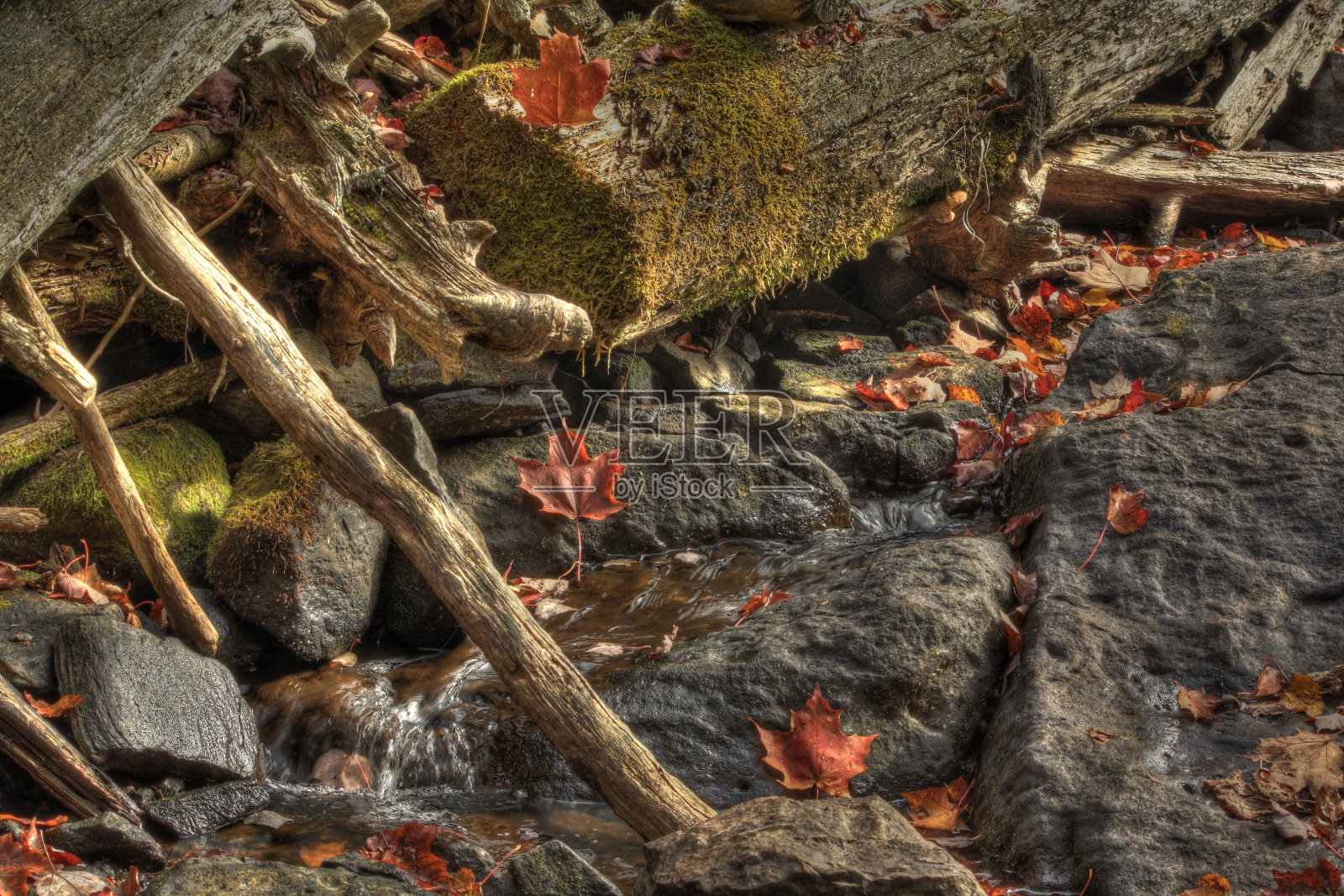 叶子已经下降照片摄影图片