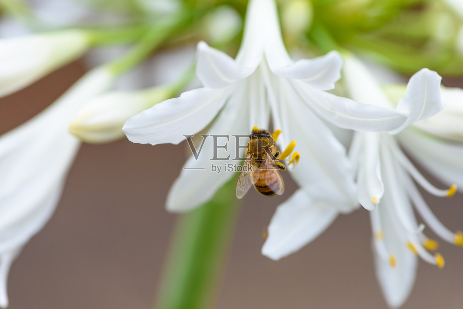 蜜蜂正在采集花蜜照片摄影图片