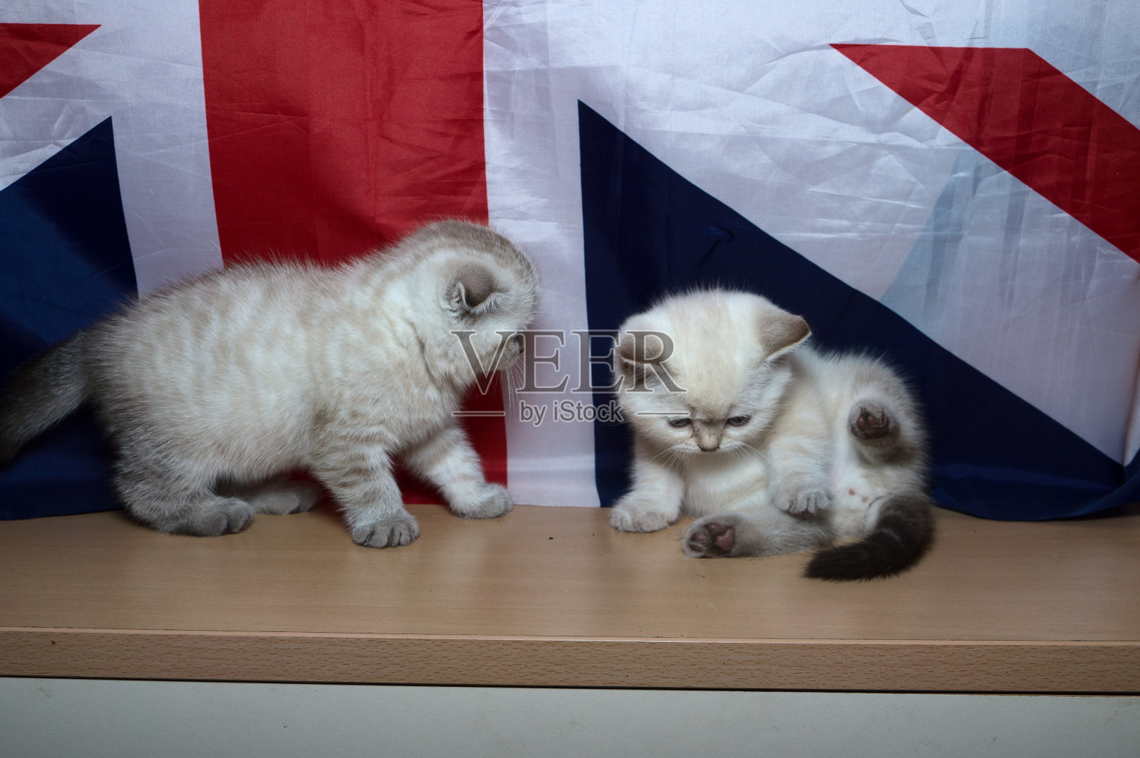 英国种小猫照片摄影图片