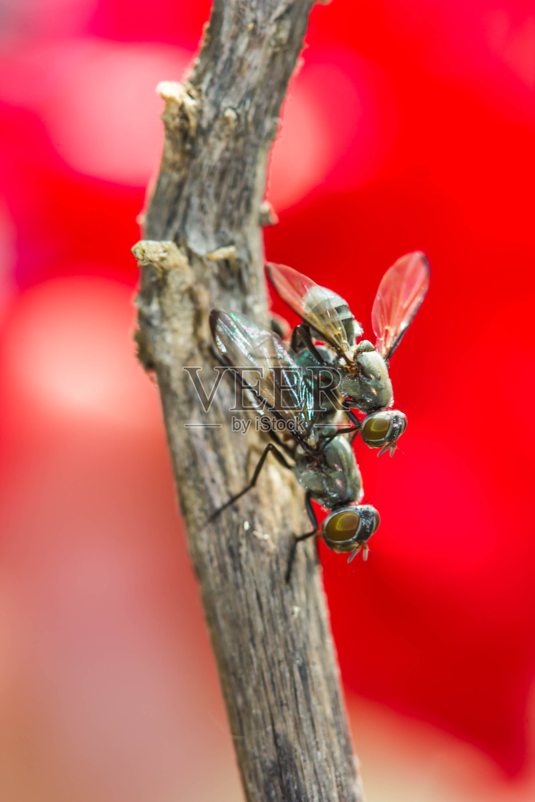 野生果蝇交配。触手纲发现溜蝇(昆虫)照片摄影图片