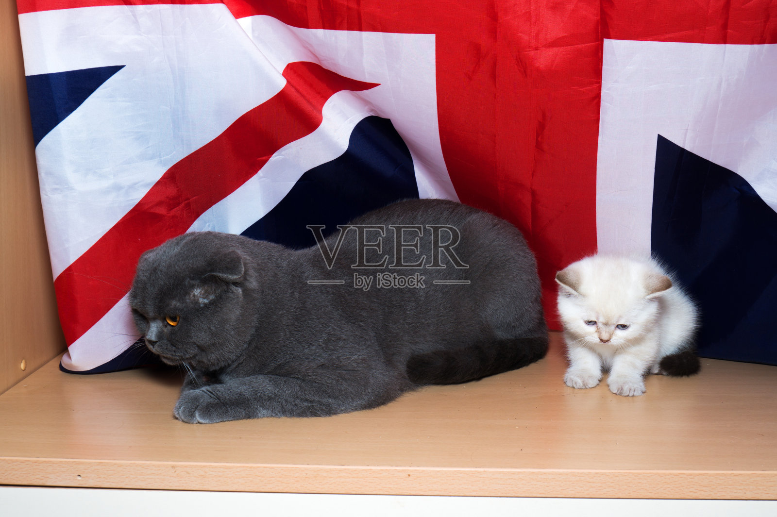 英国种小猫照片摄影图片