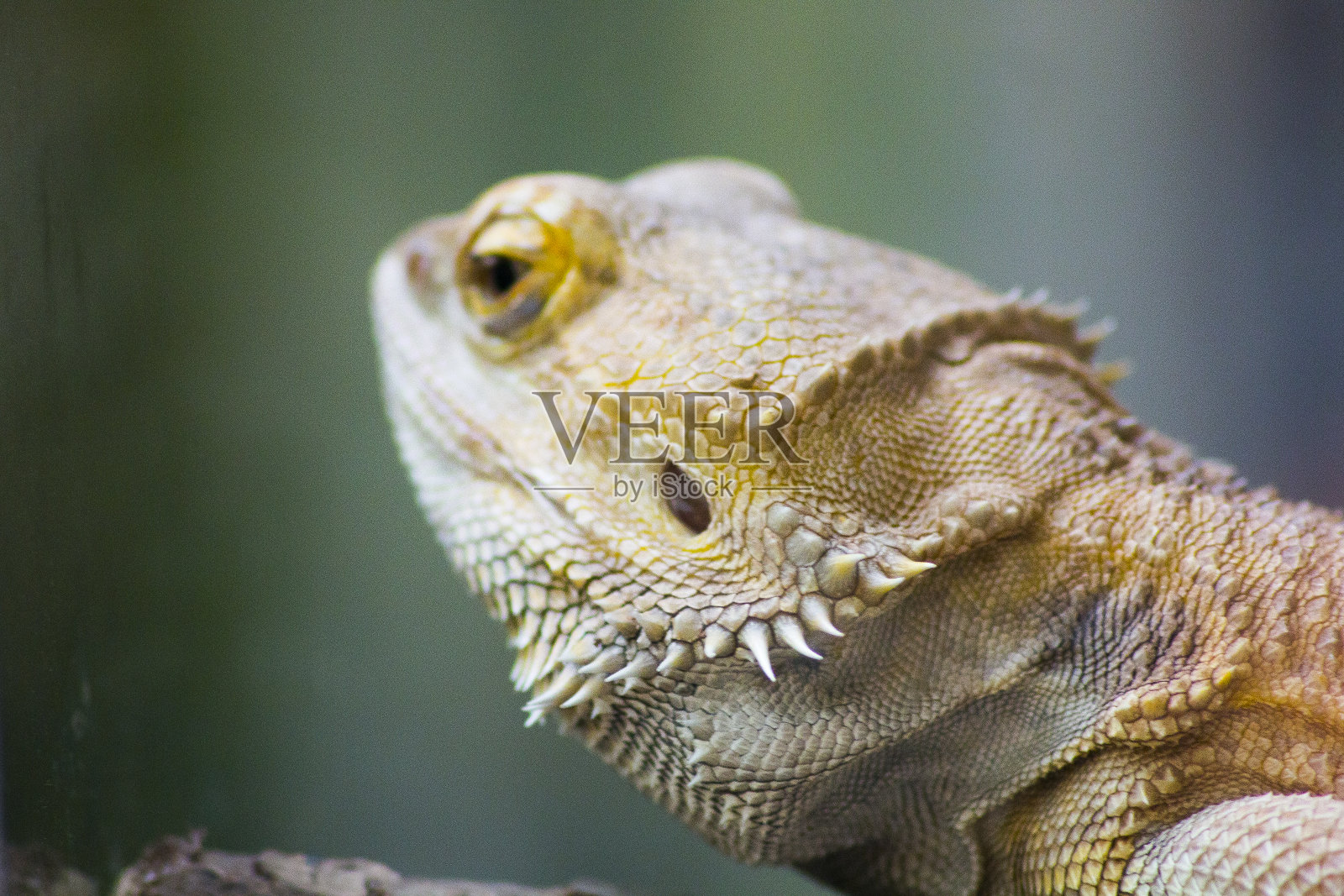 爬行动物照片摄影图片