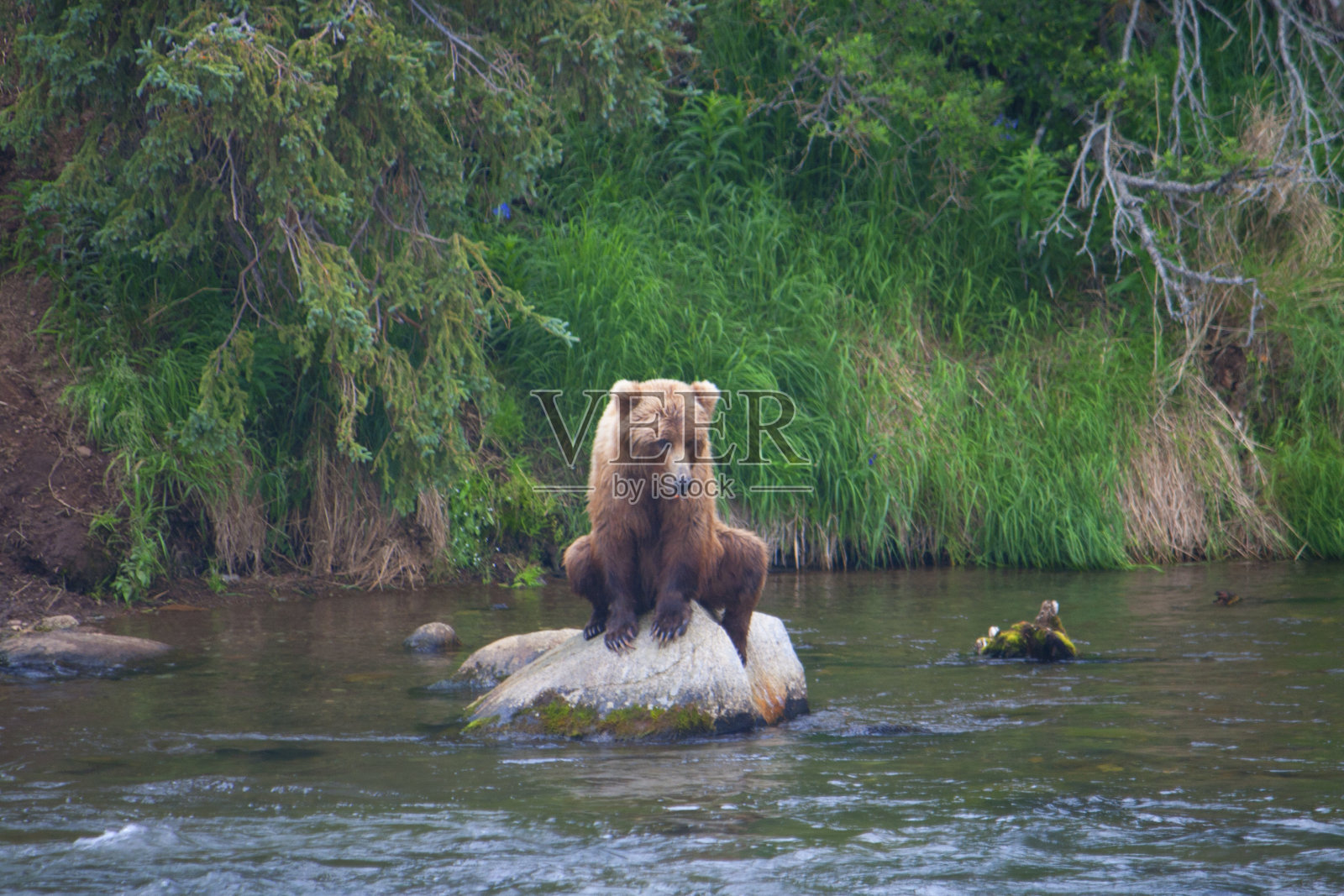 熊鲑鱼渔业照片摄影图片