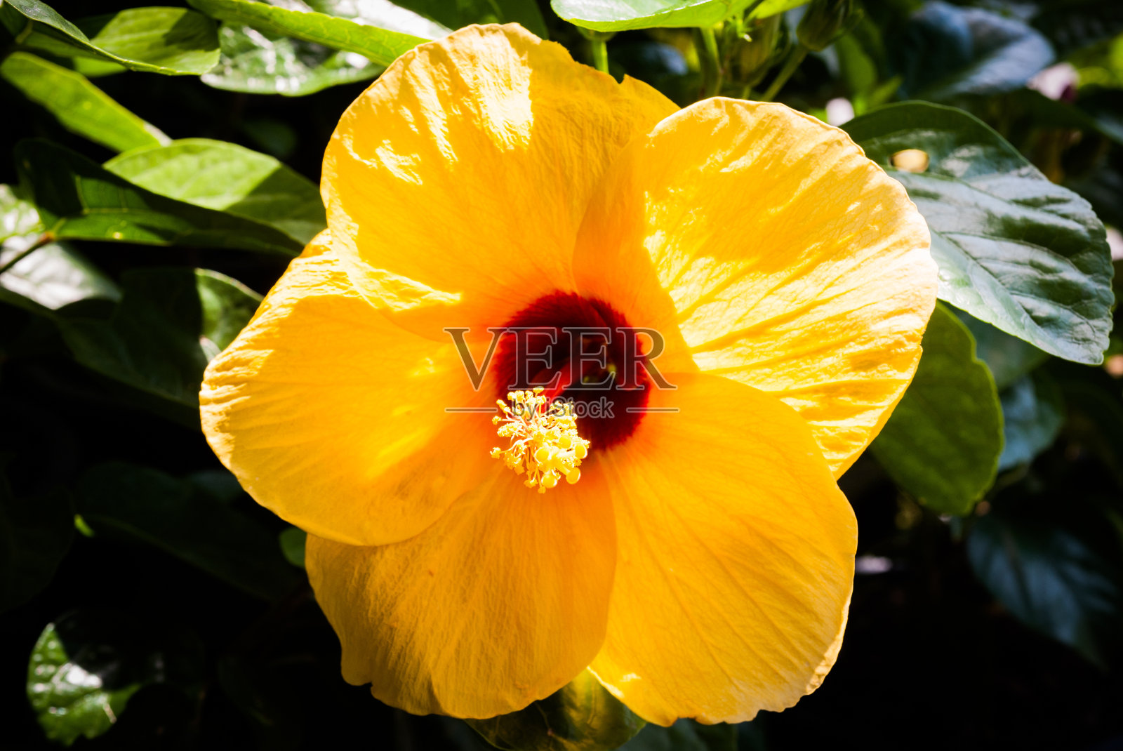 五彩缤纷的小花。照片摄影图片